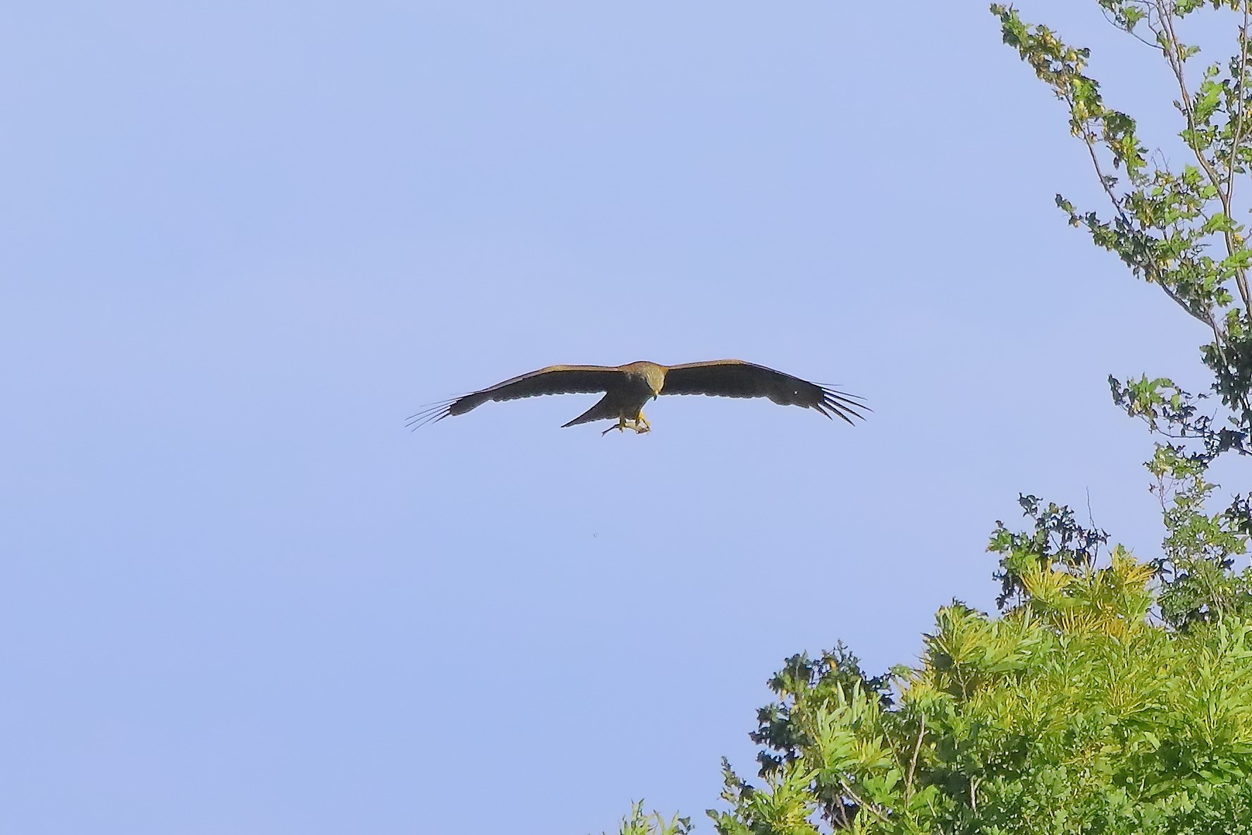 Nibbio bruno 07-06-2022