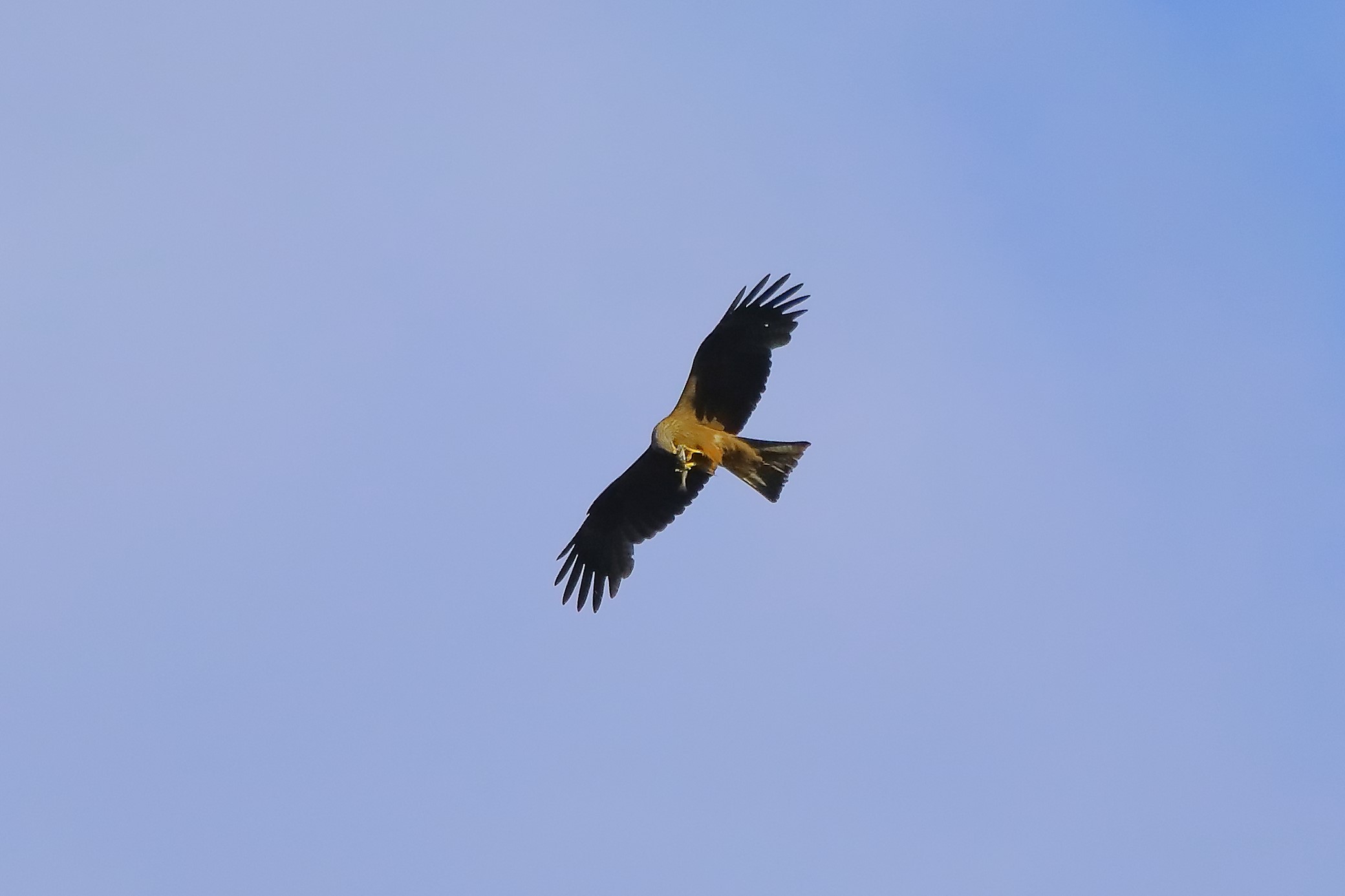 Nibbio bruno 07-06-2022