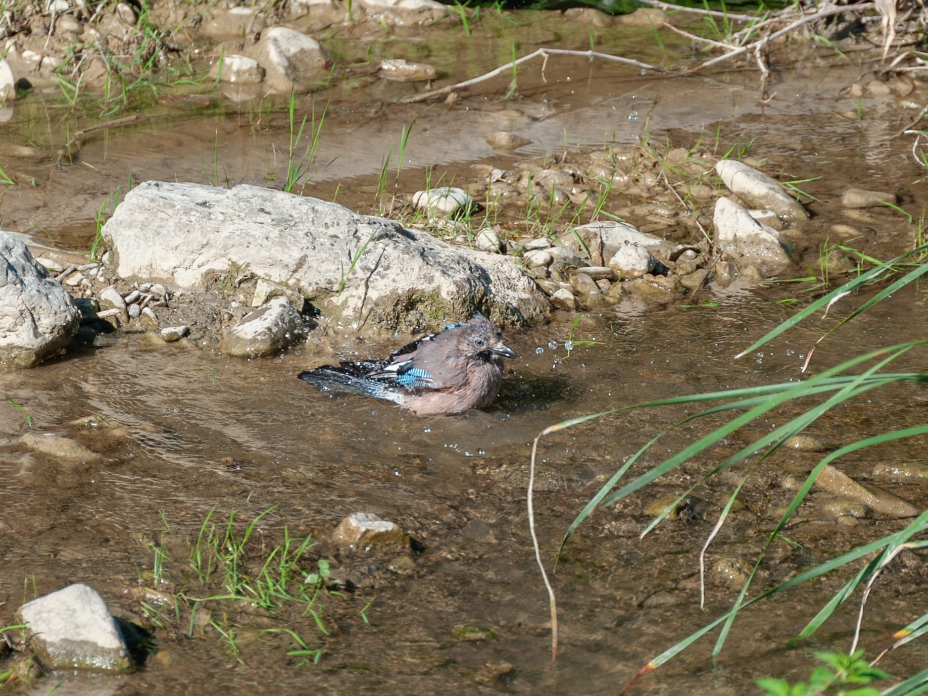 Il bagnetto della Ghiandaia