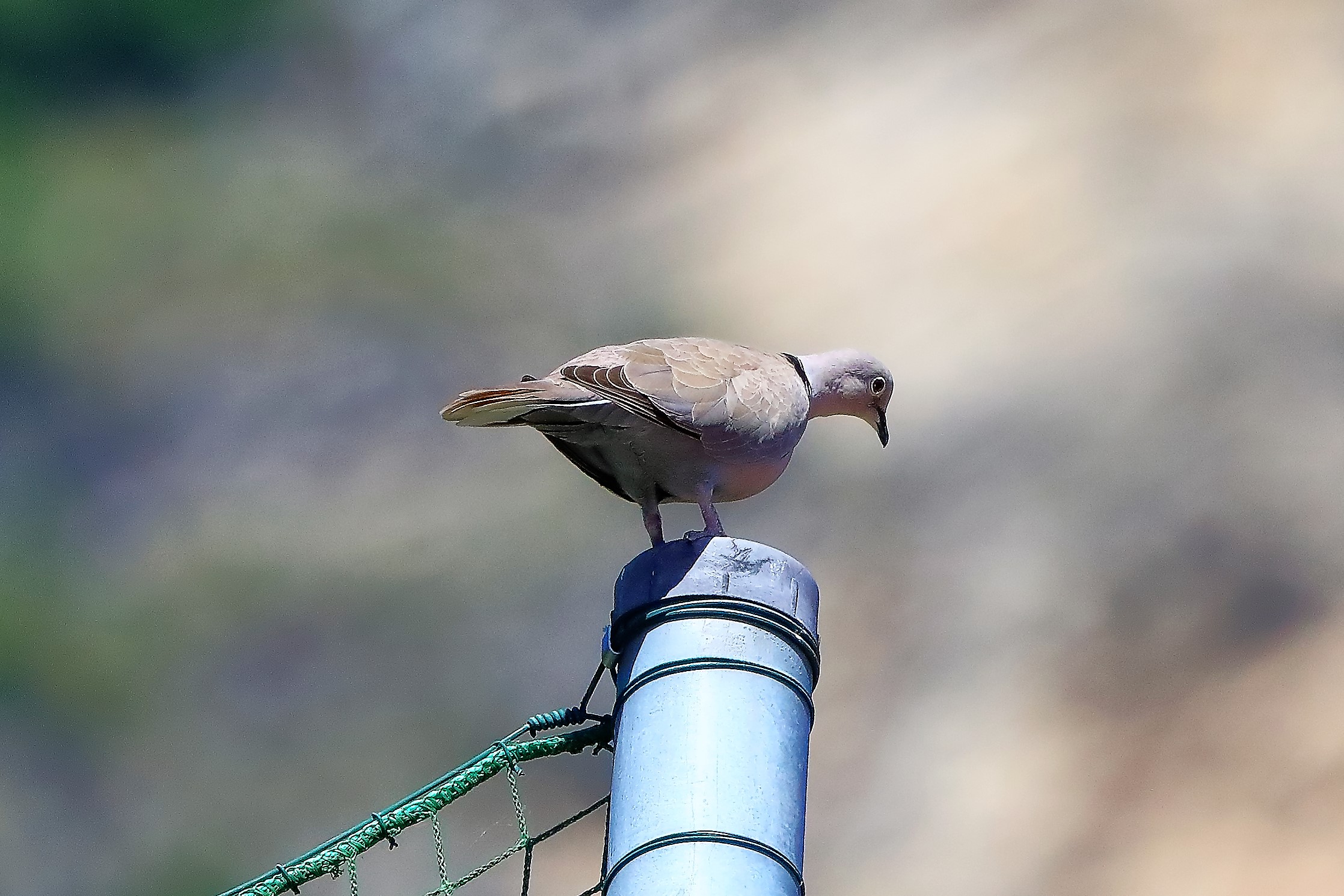 Tortora dal collare 10-06-2022