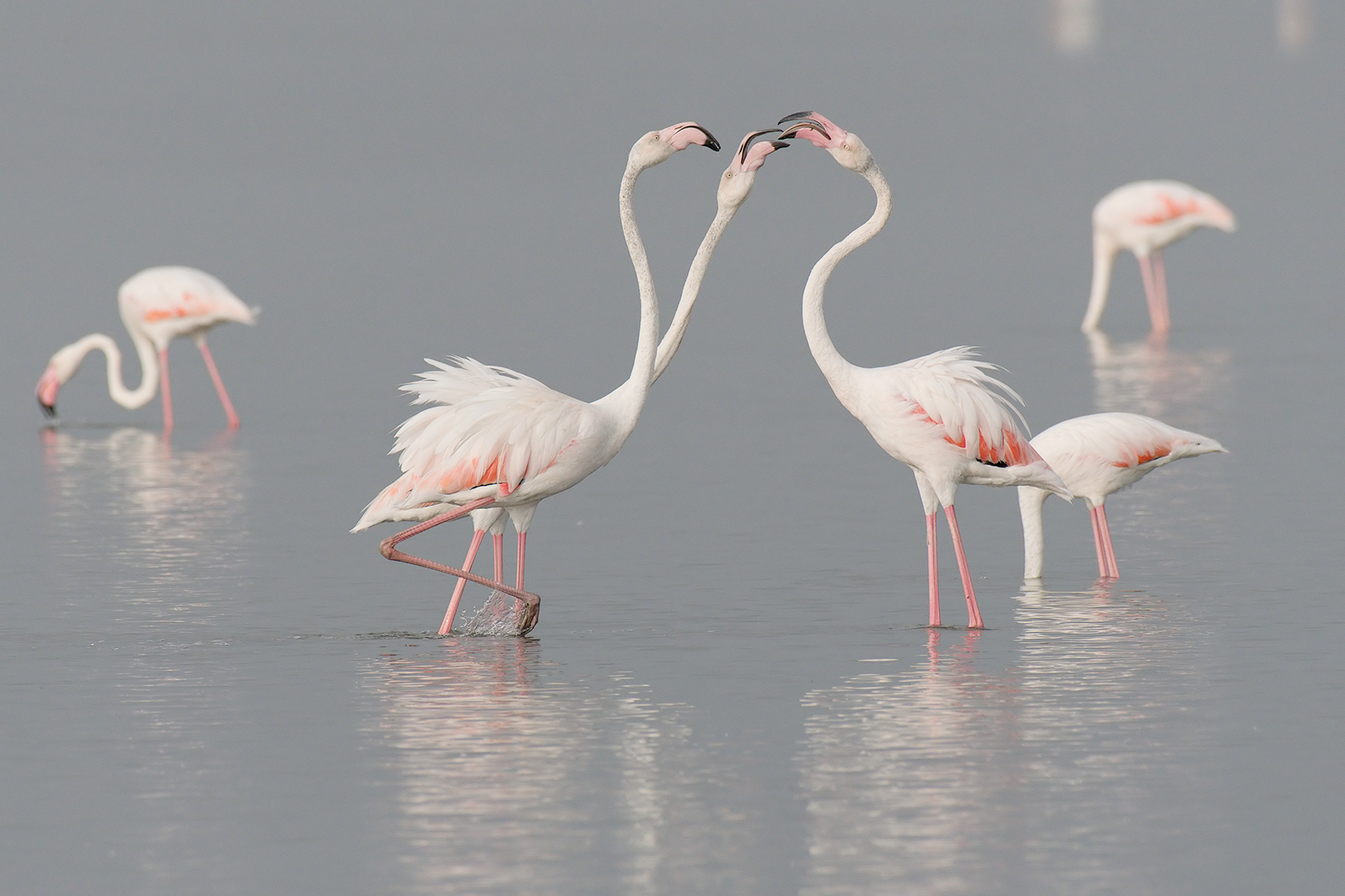 Bisticci tra Fenicotteri