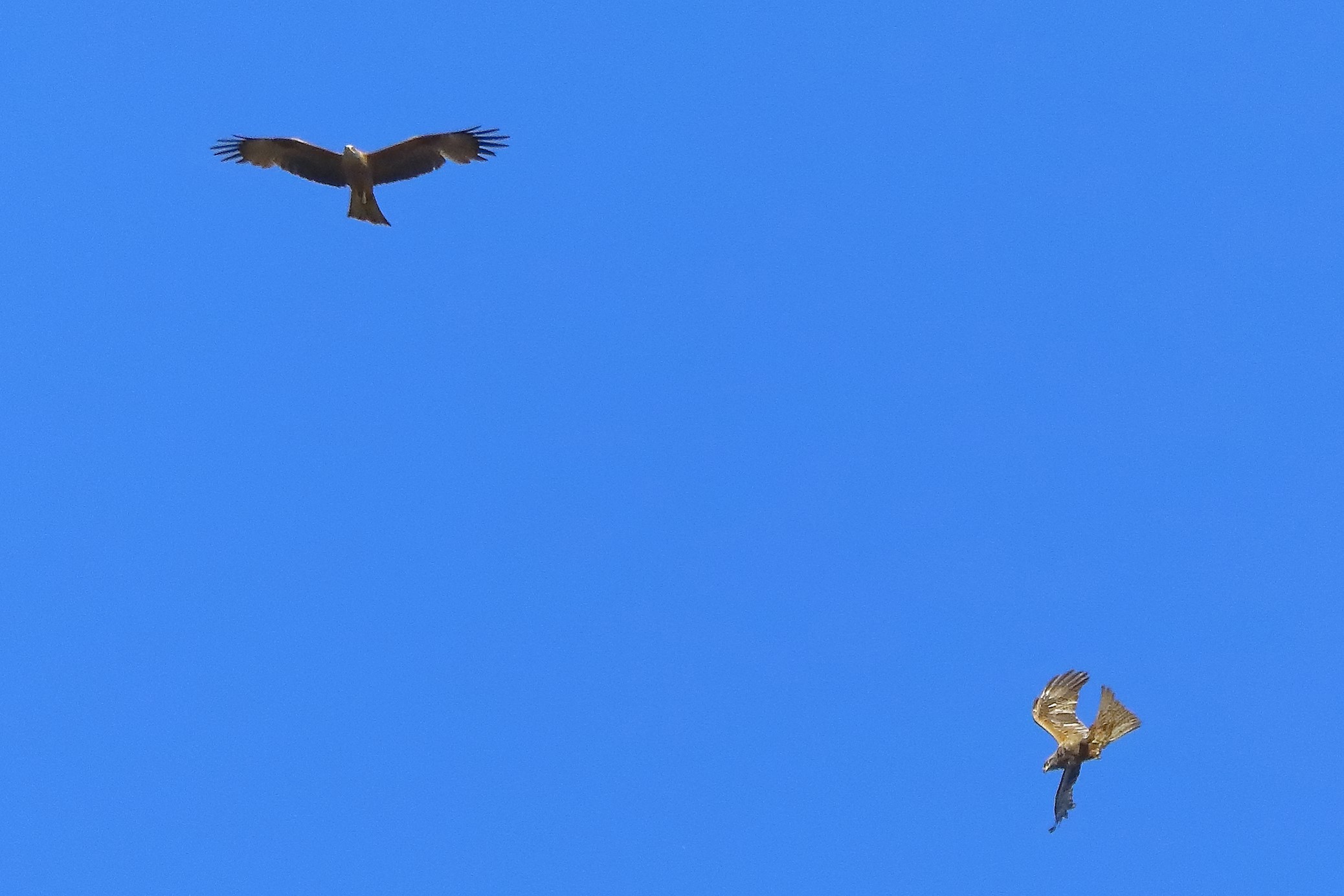 Nibbio bruno 12-06-2022