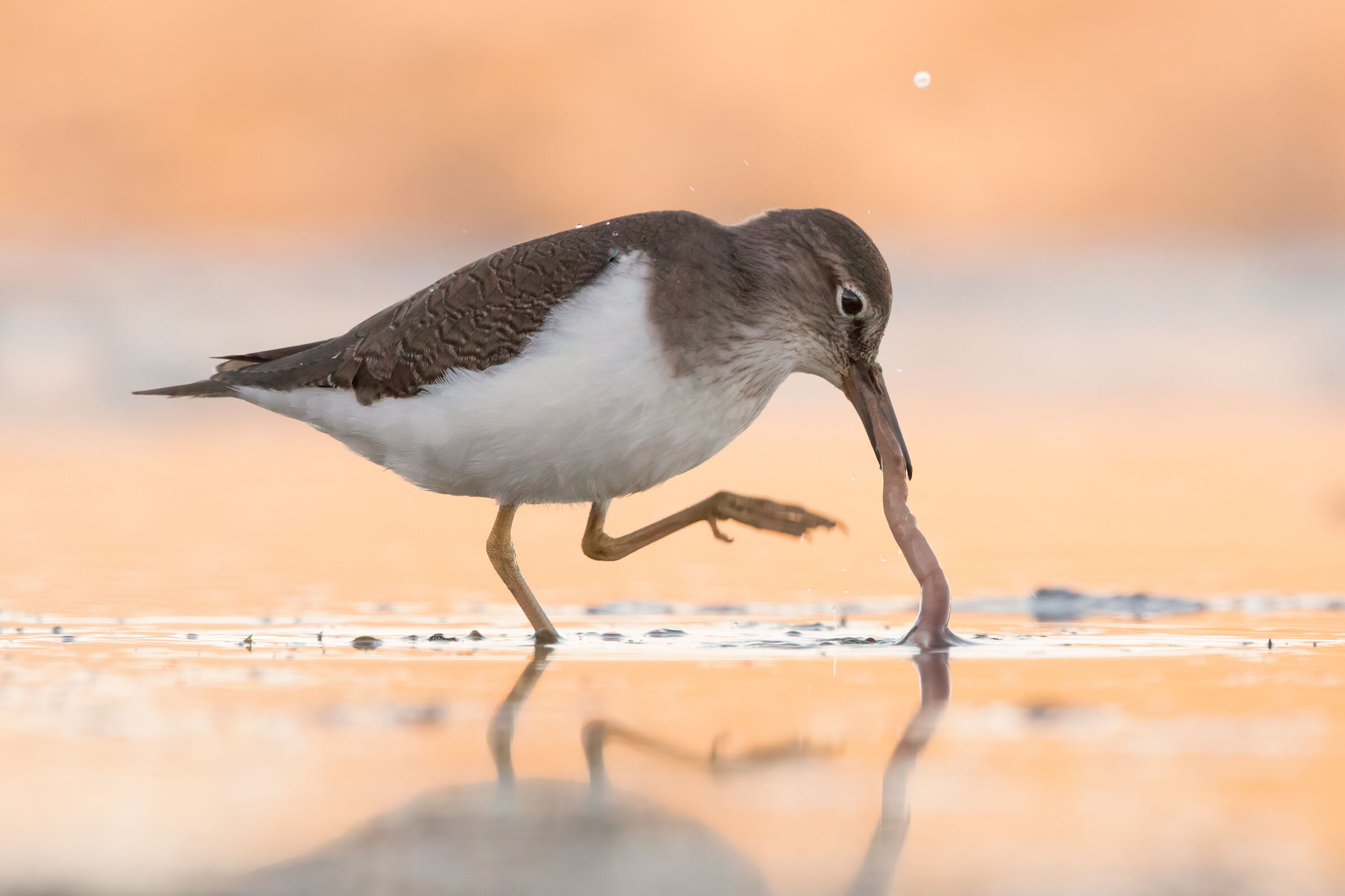 Small pyro with earthworm