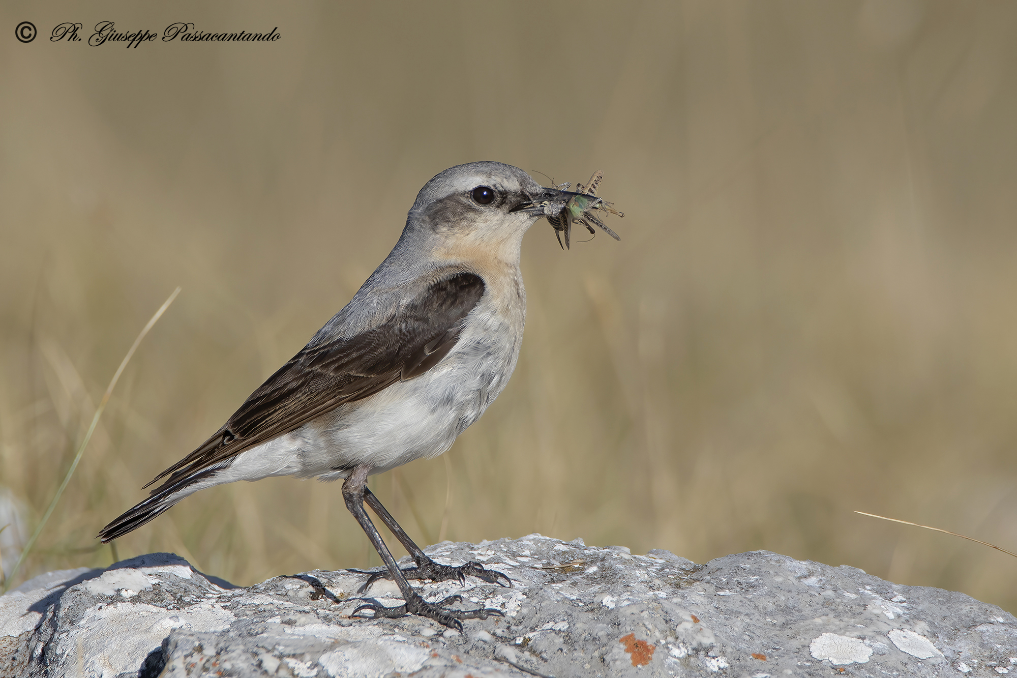 old female culbianco