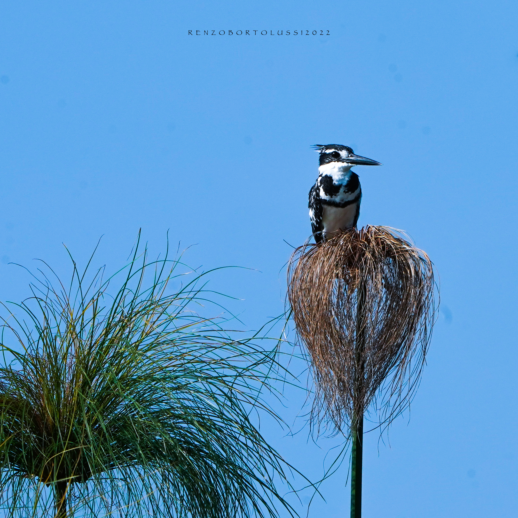 Martin pescatore bianco e nero su papiro (Ceryle rudis)