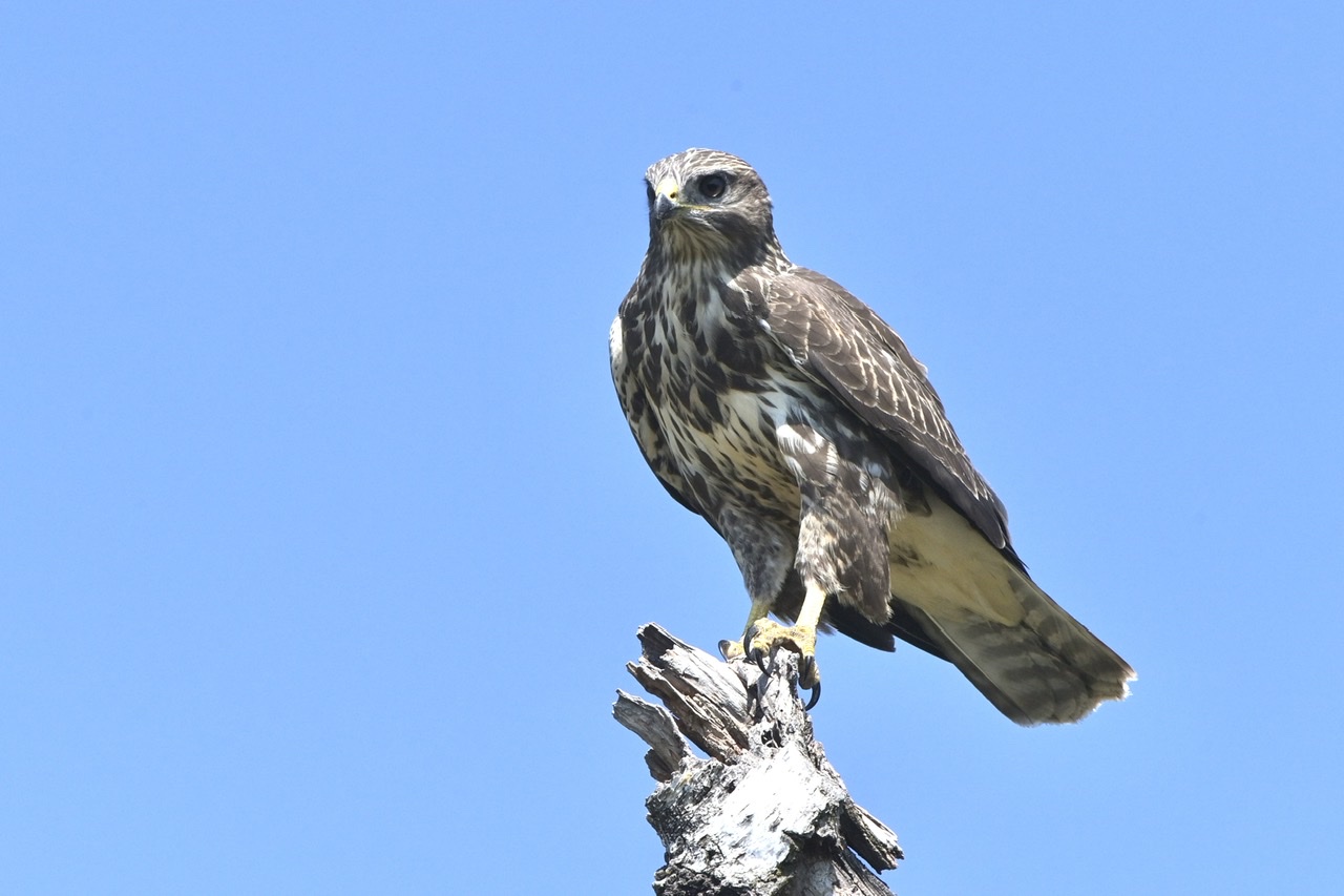 Buzzard