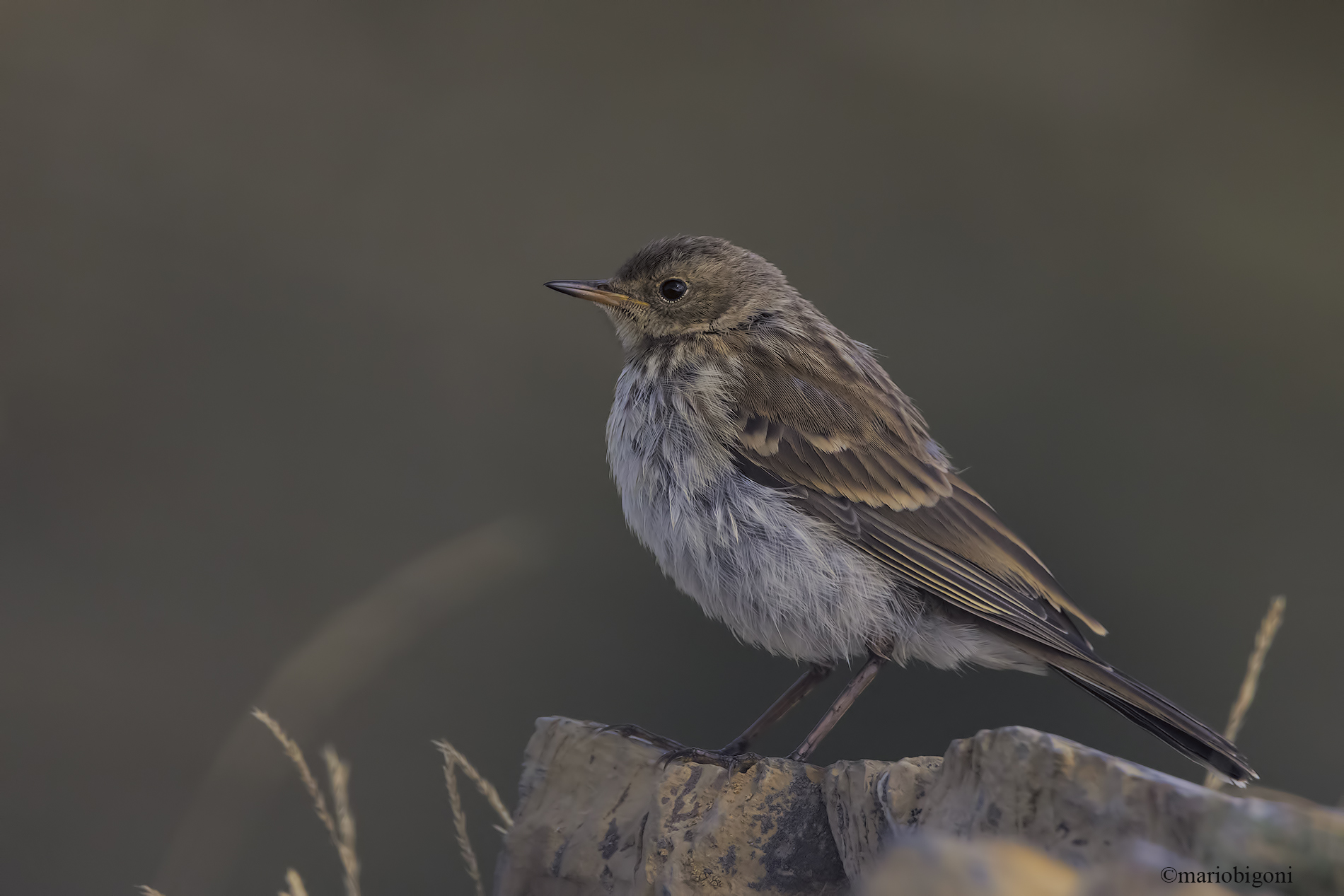 Water pipit