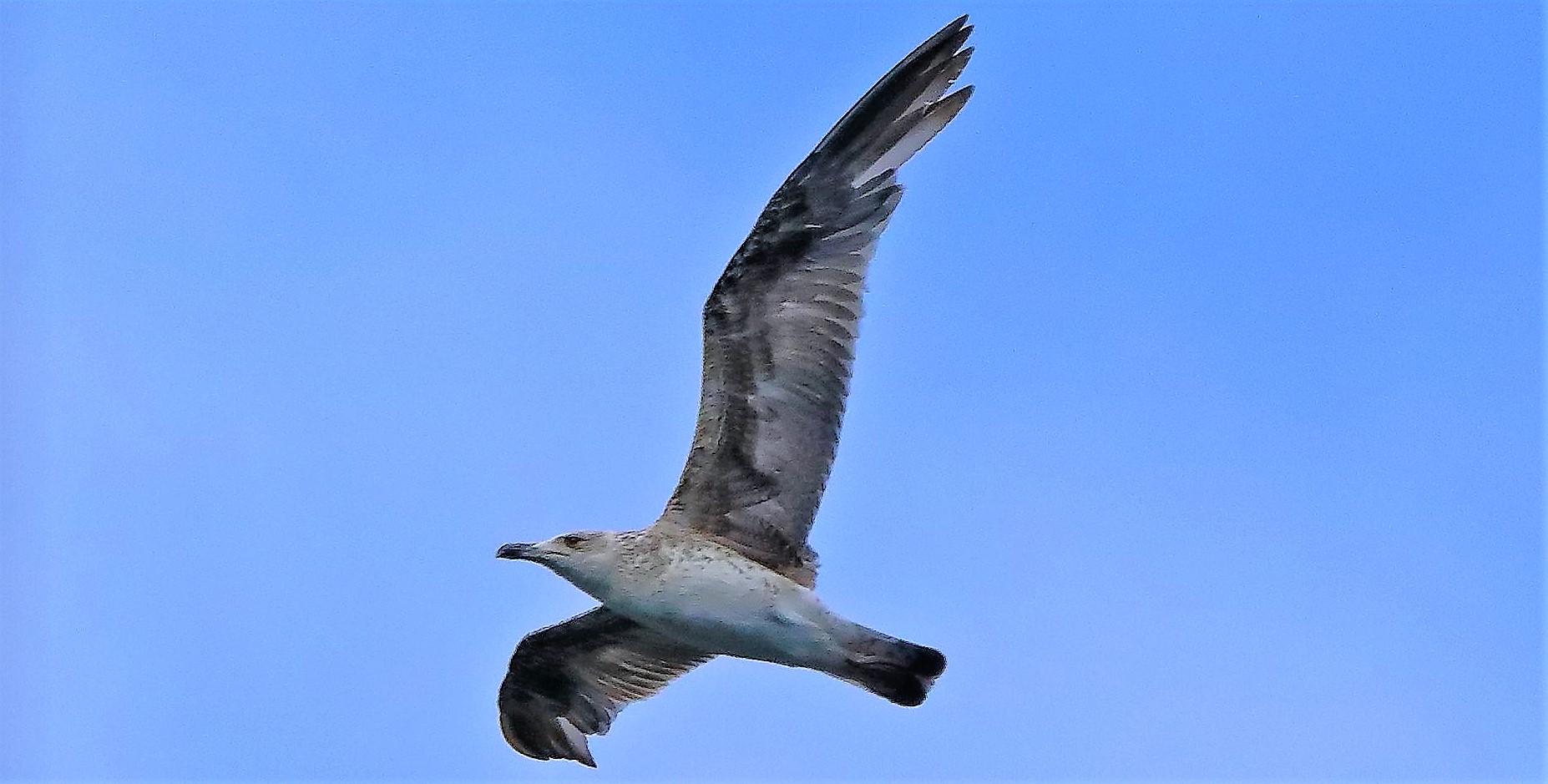 gabbiano terrestre 17-06-2022