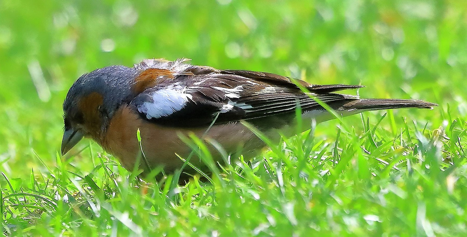 fringuello 17-06-2022