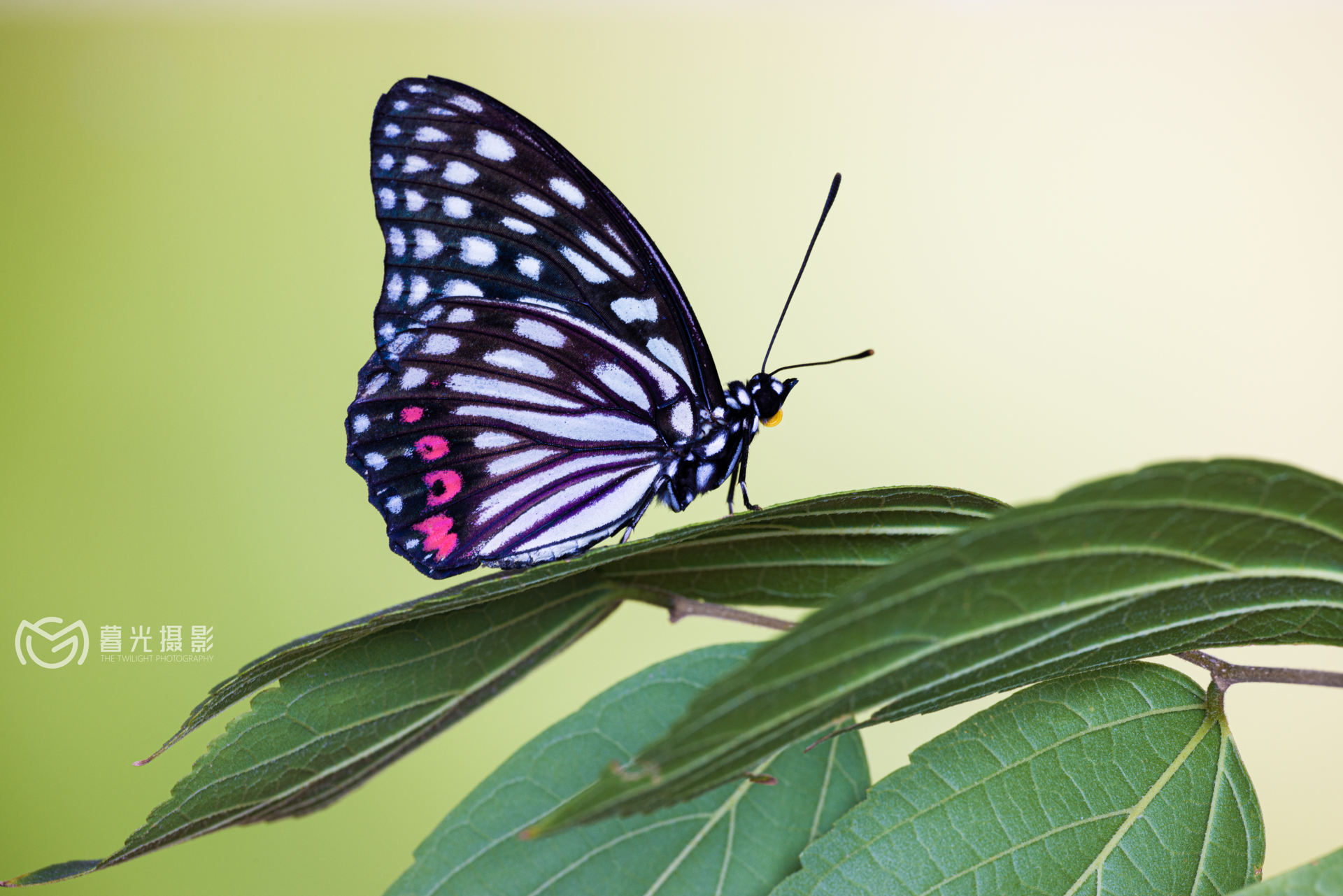 Hestina assimilis (Linneo)