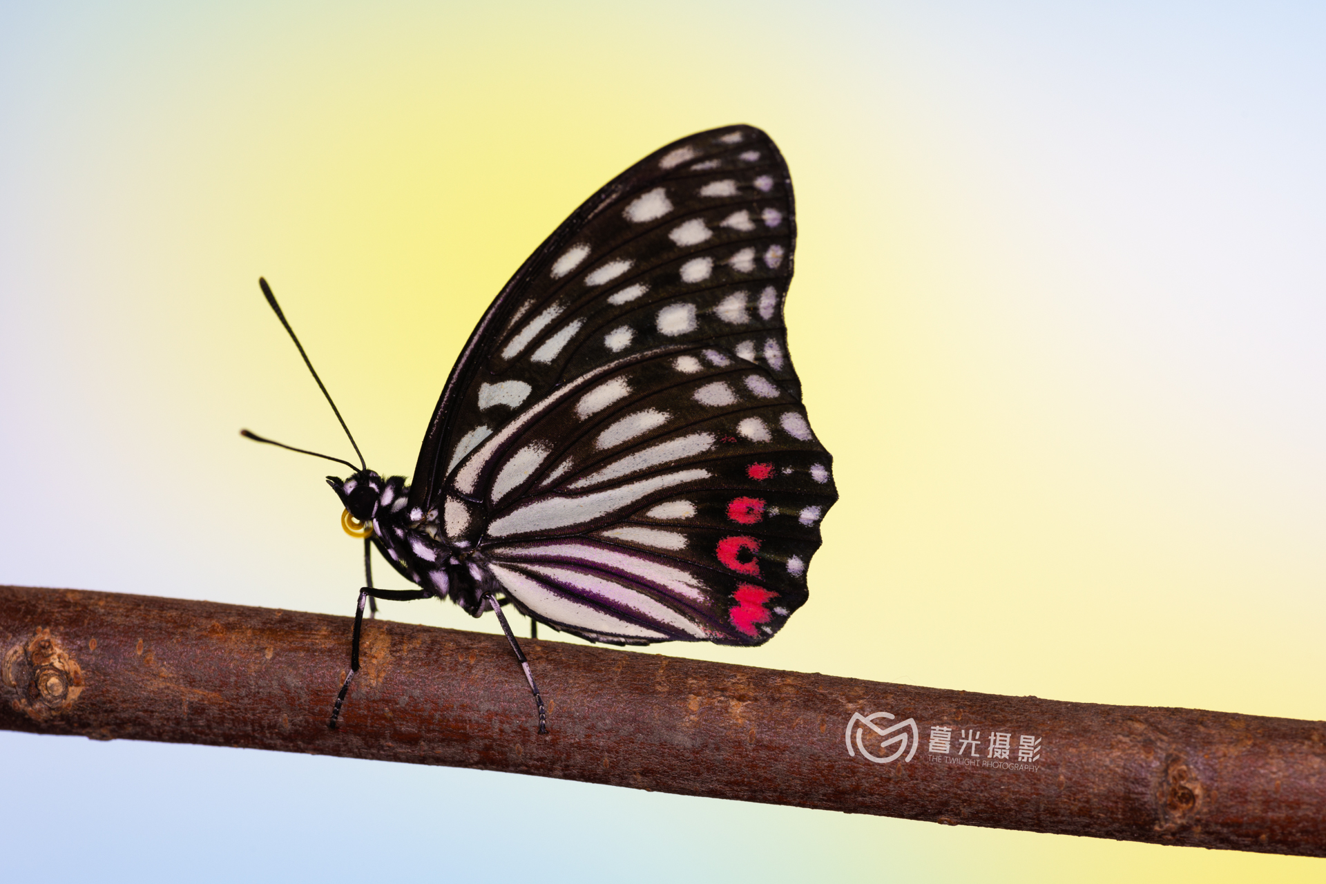 Hestina assimilis (Linneo)