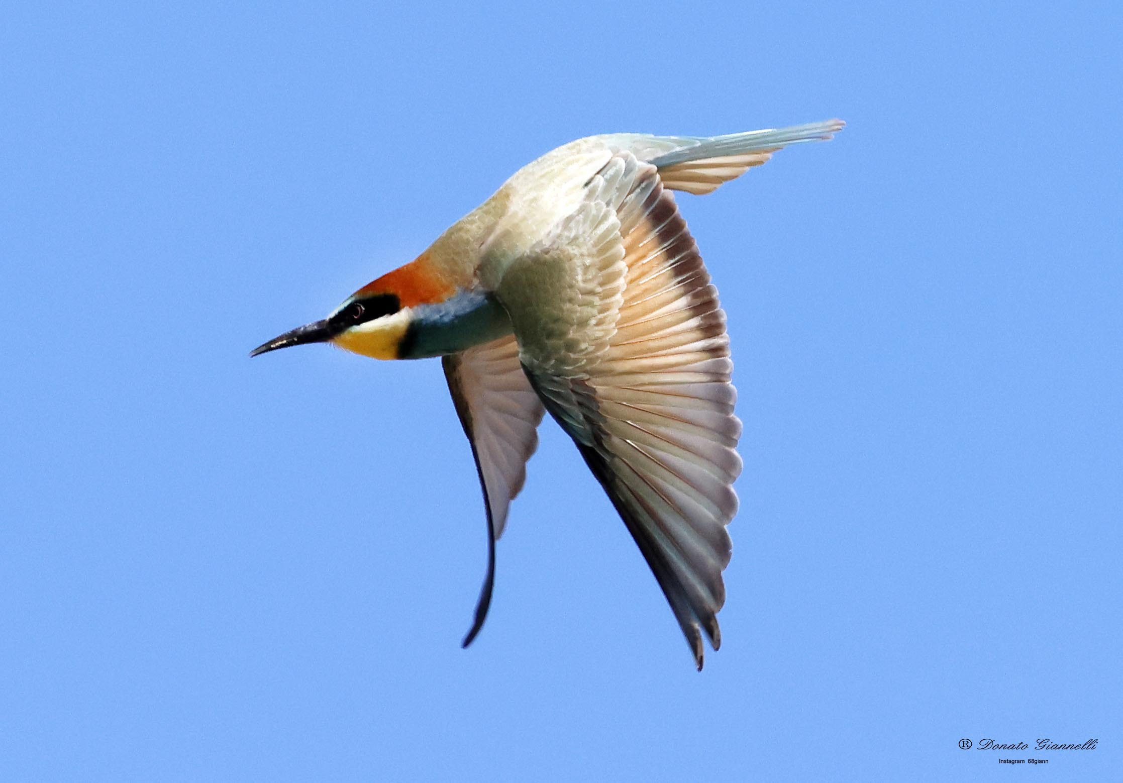 Bee-eater