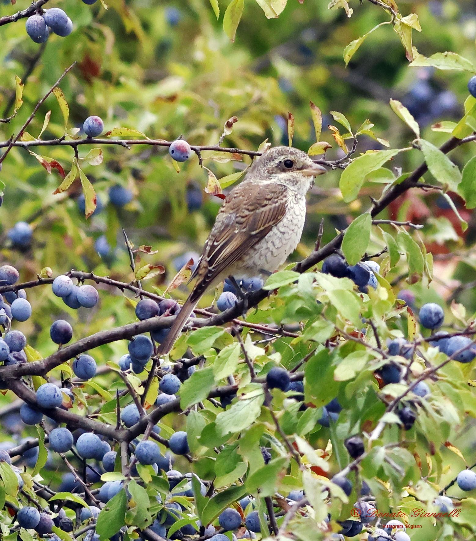 Red-backed shrike