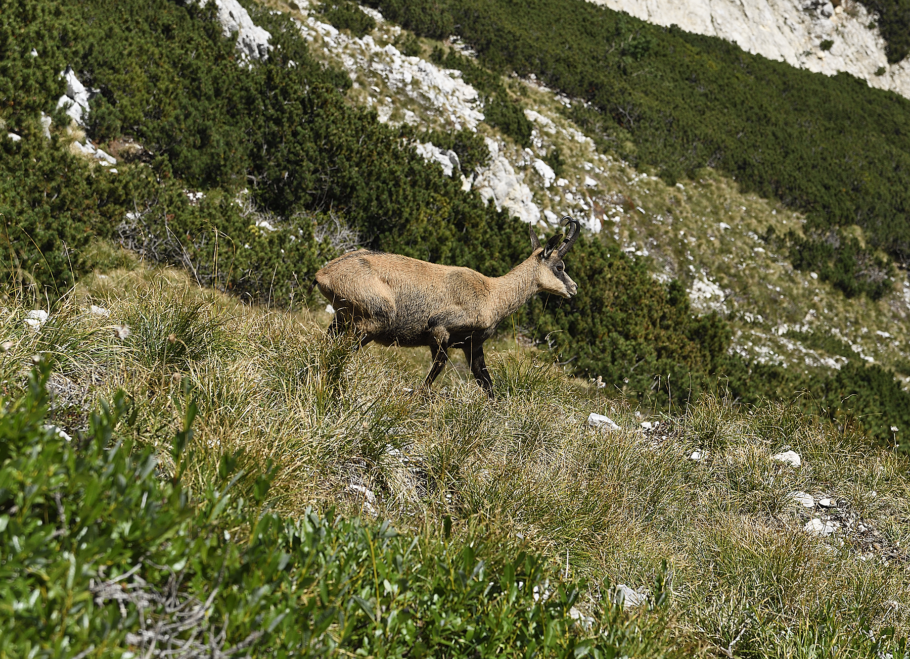 Piacevole incontro sul Monte Baldo