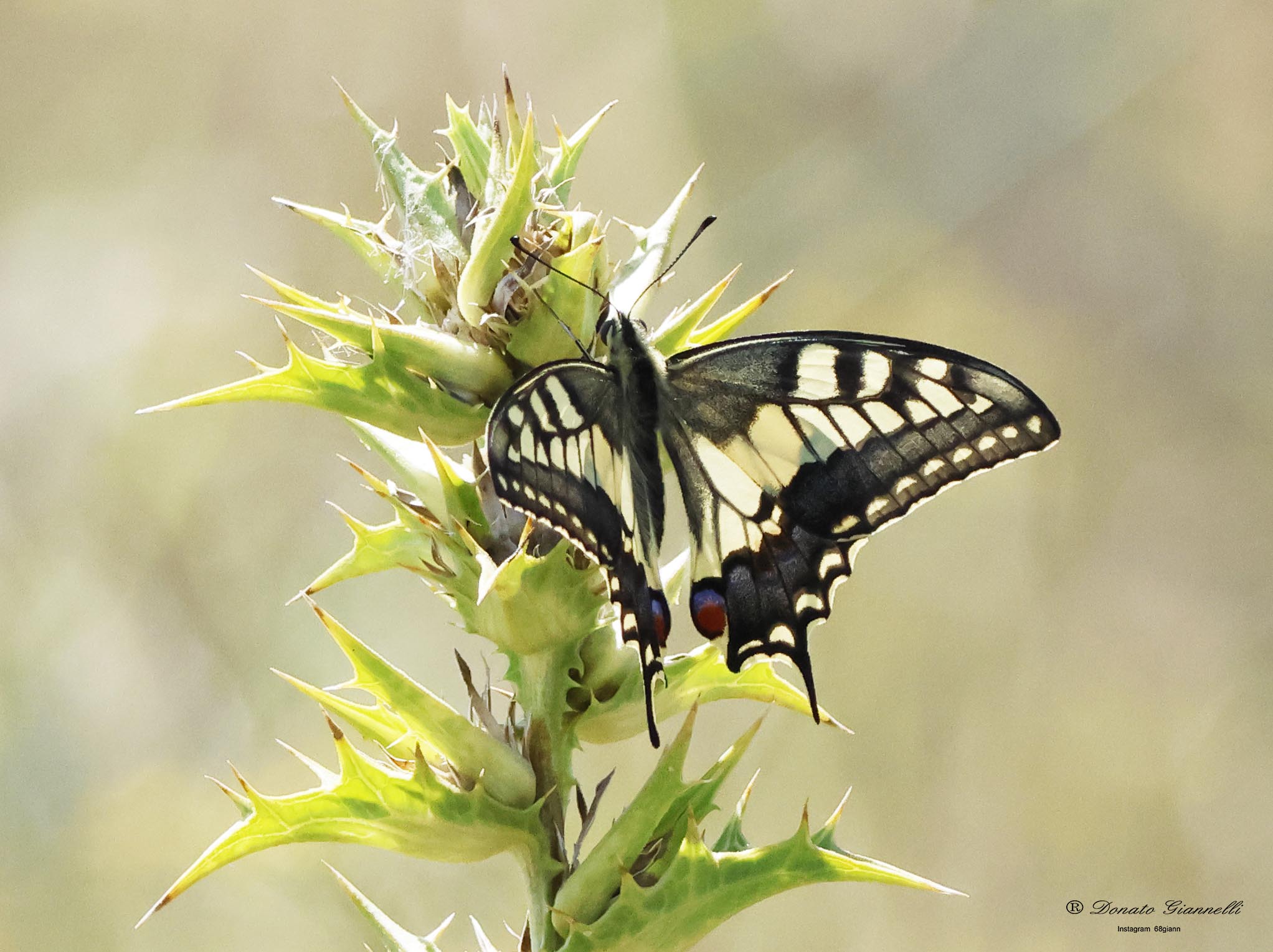 Swallowtail