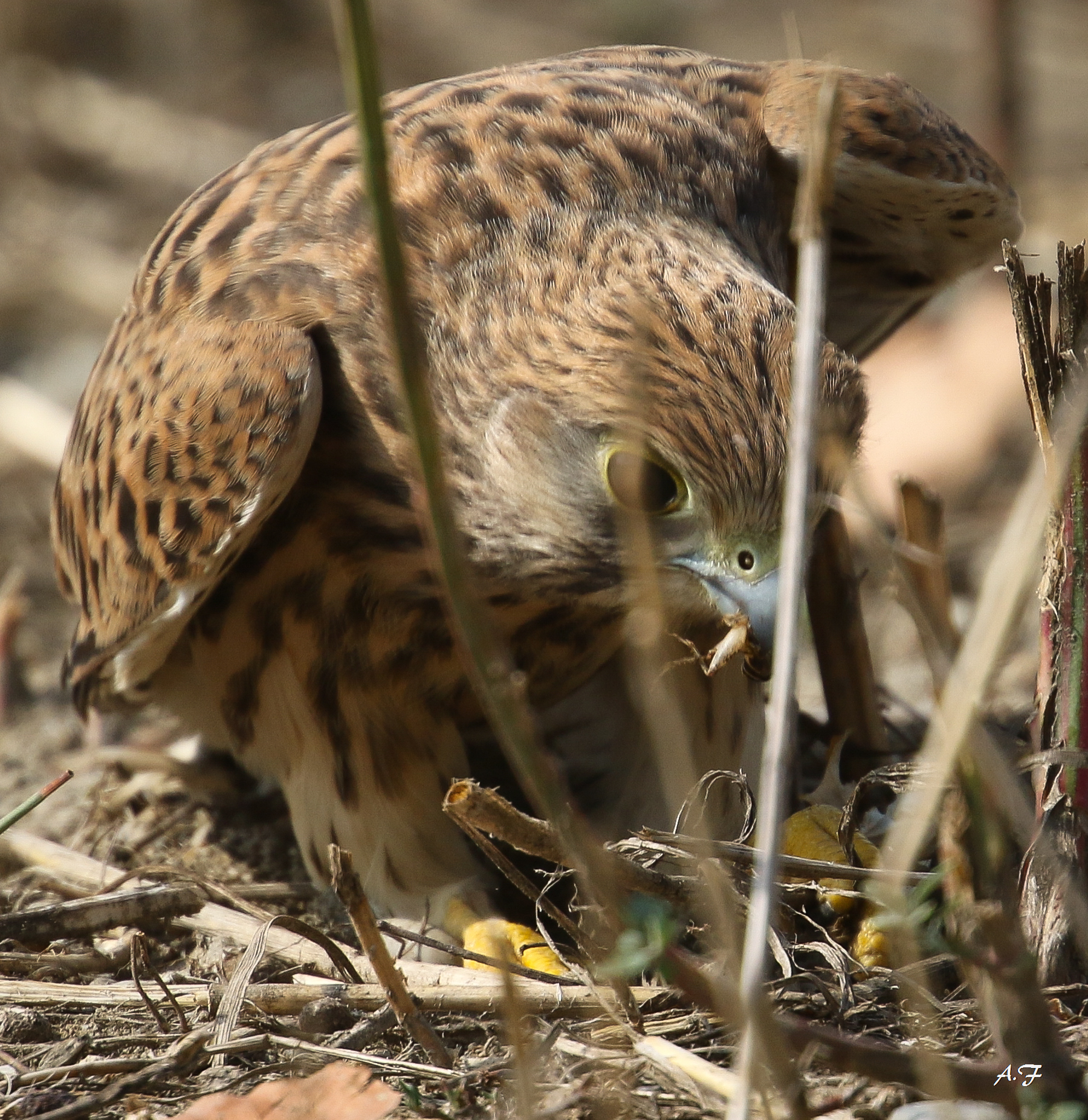 Kestrel with prey