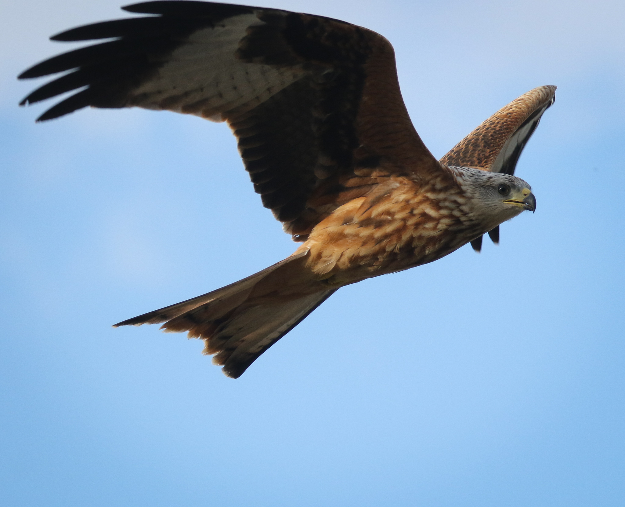 Red kite
