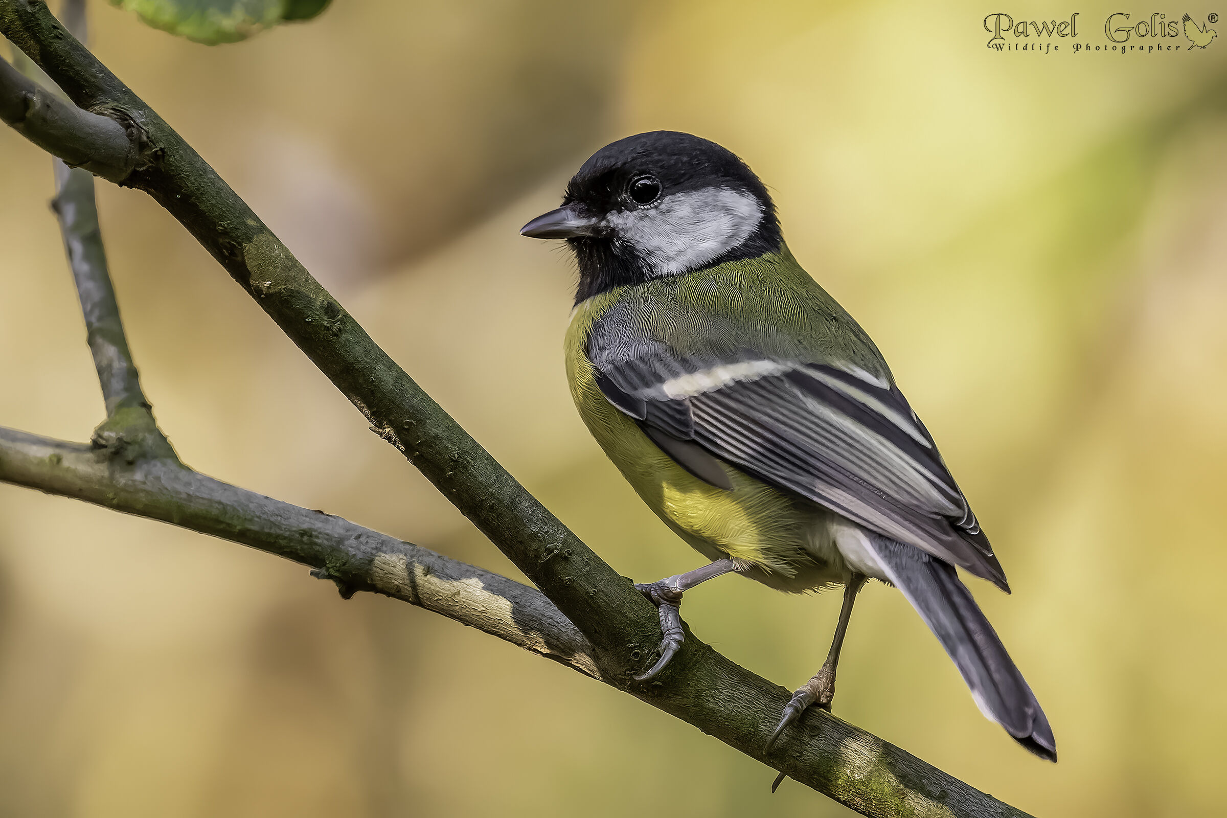 Cinciallegra (Parus major)