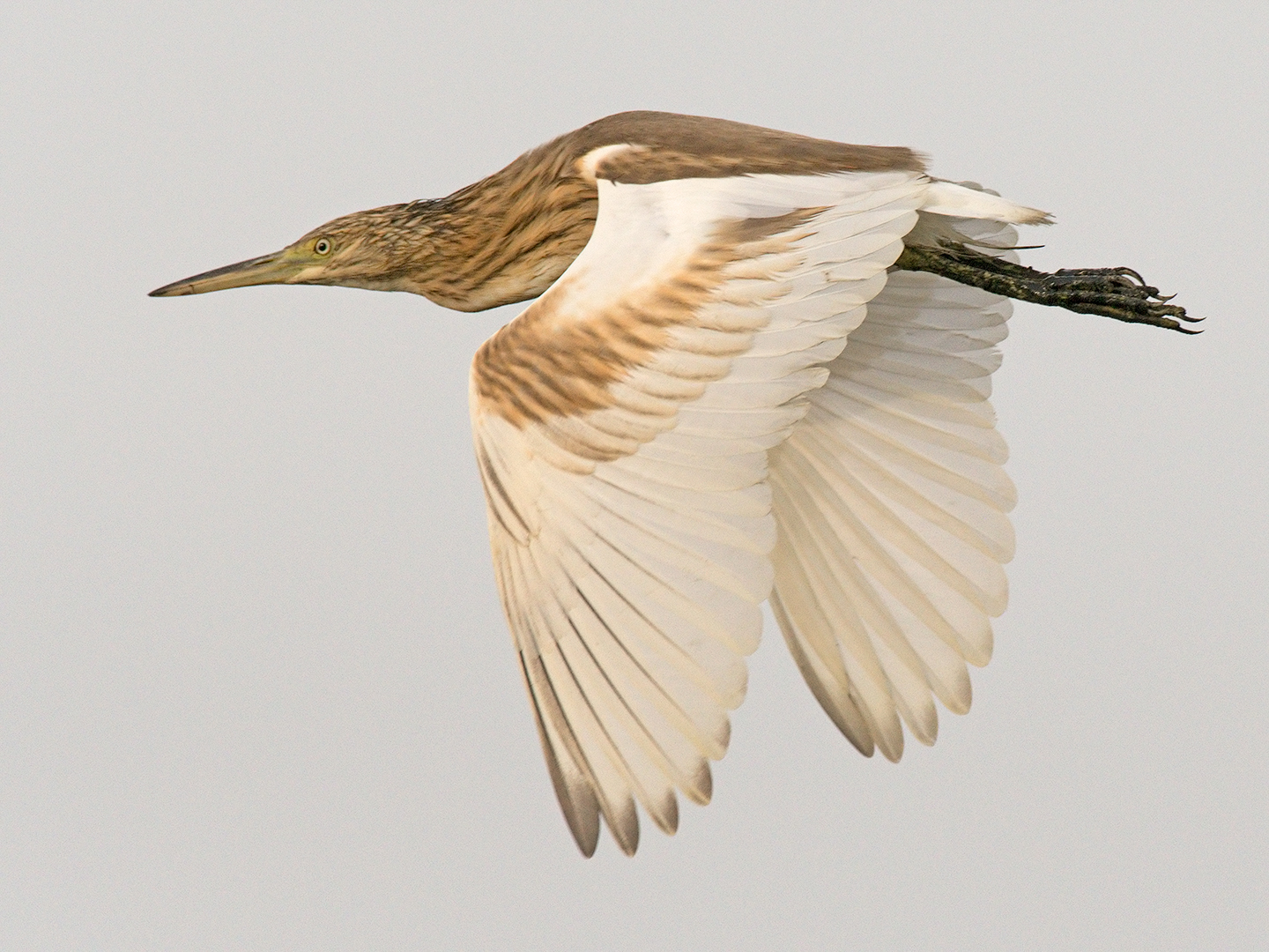 Squacco heron