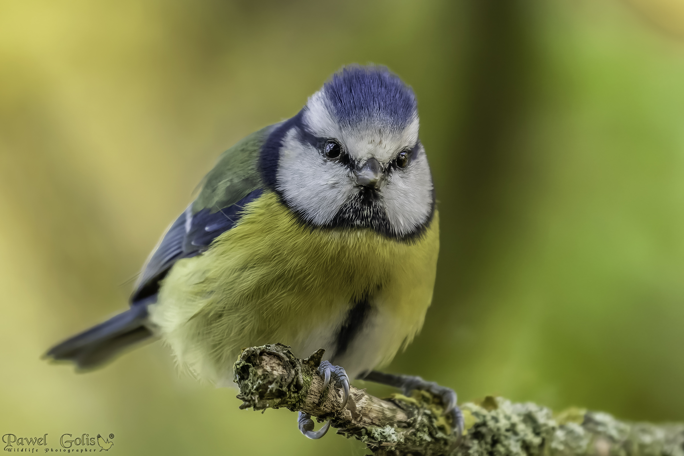 Eurasian blue tit (Cyanistes caeruleus)