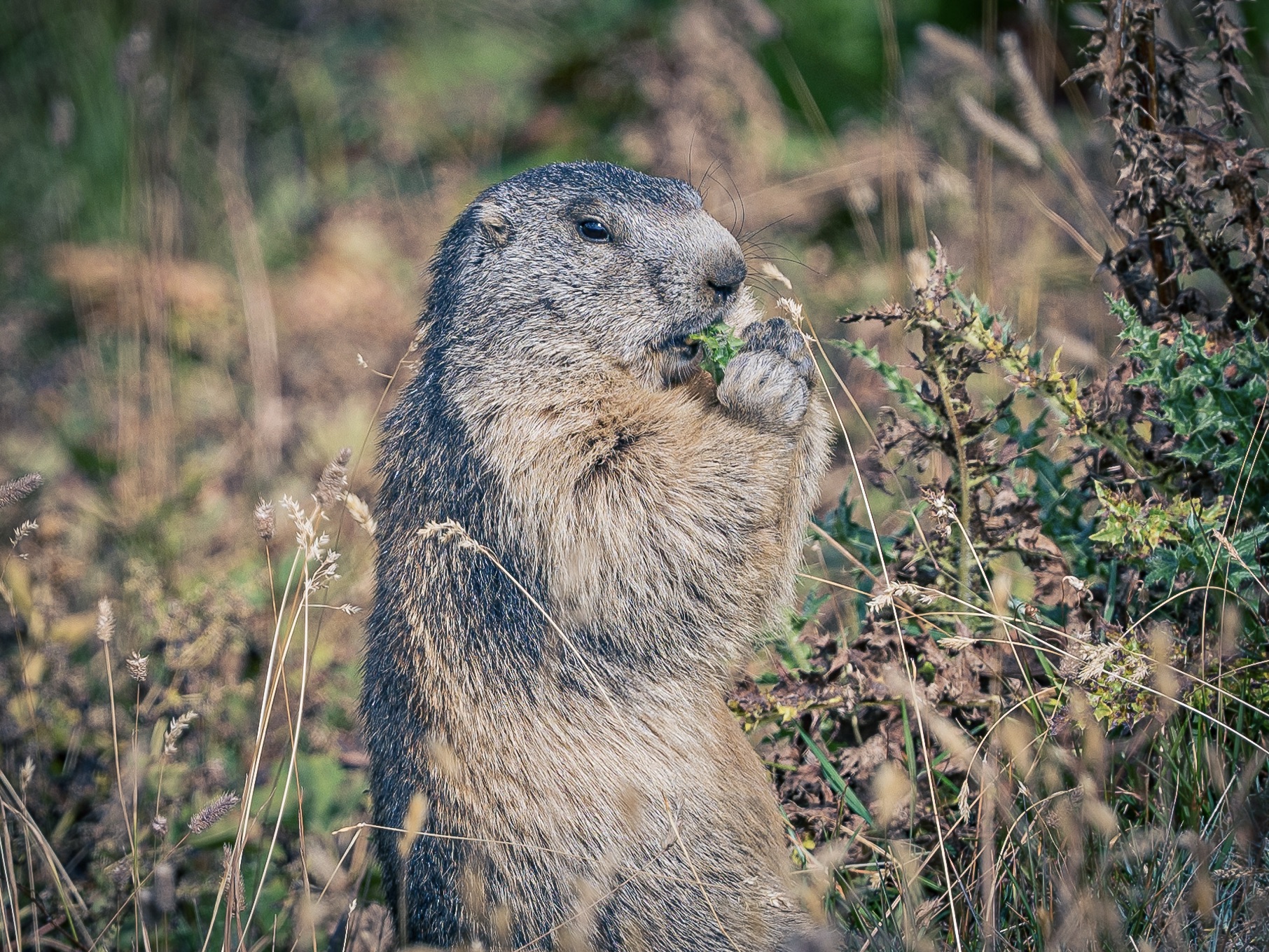 Marmotta al Colle del Nivolet