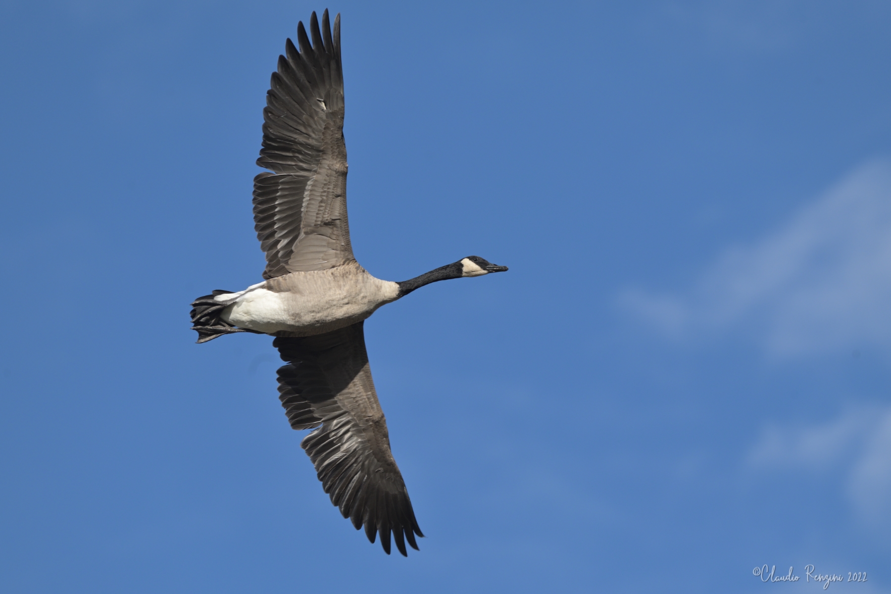 Canada goose