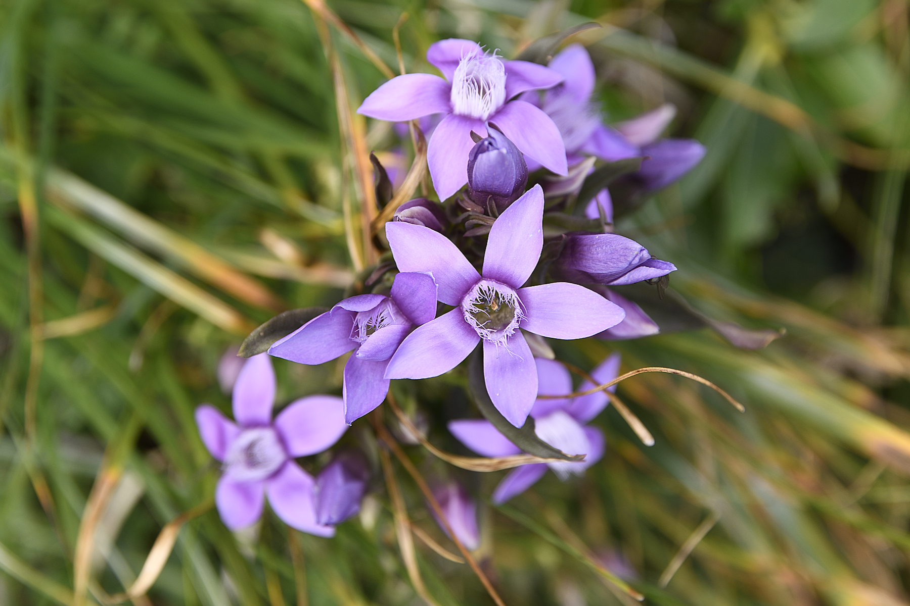 Gentianella campestris