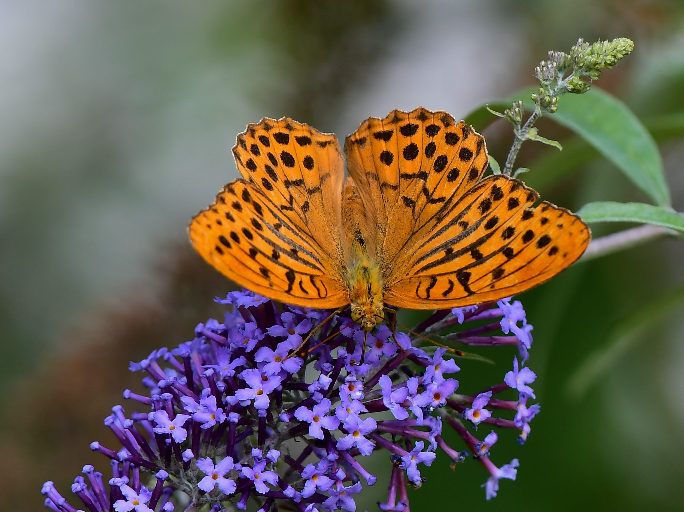 Argynnis paphia