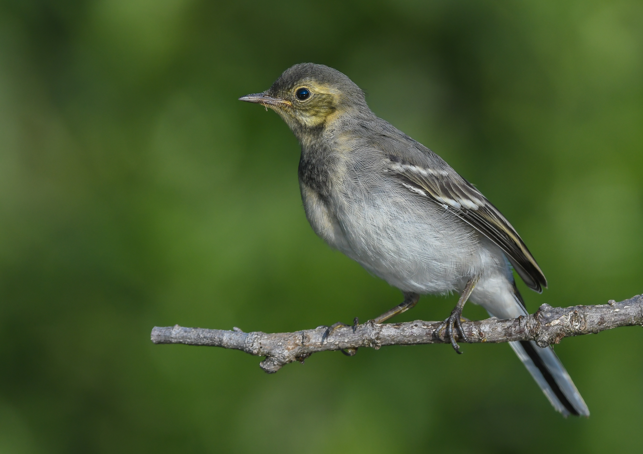 Giovane di Ballerina bianca