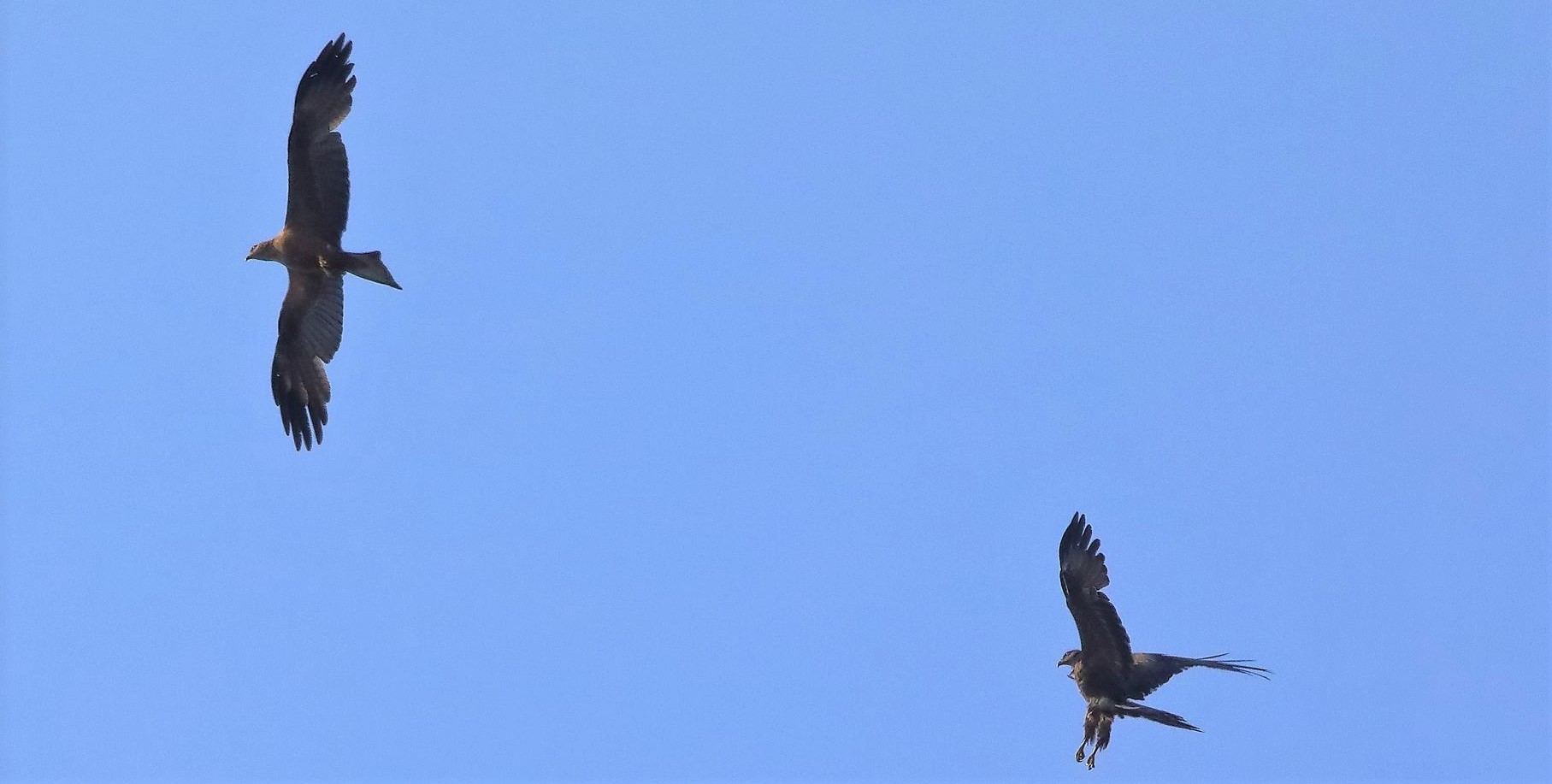 Nibbio bruno 20-06-2022