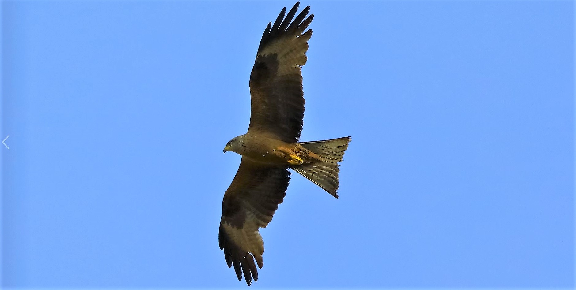 Nibbio bruno 21-06-2022