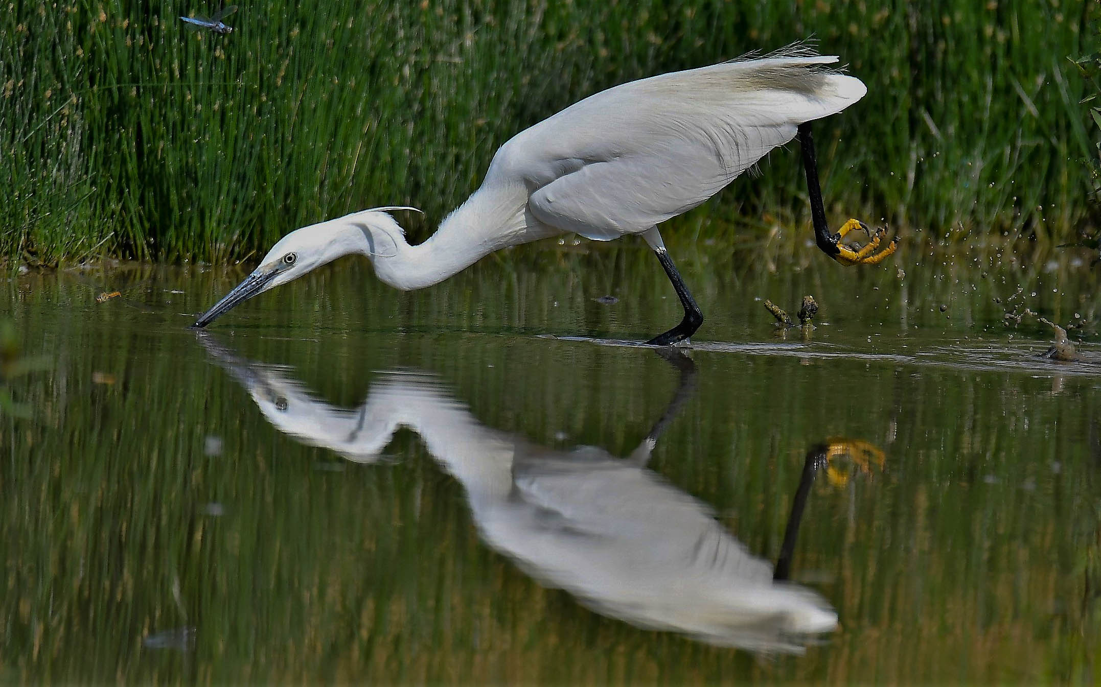 Egret