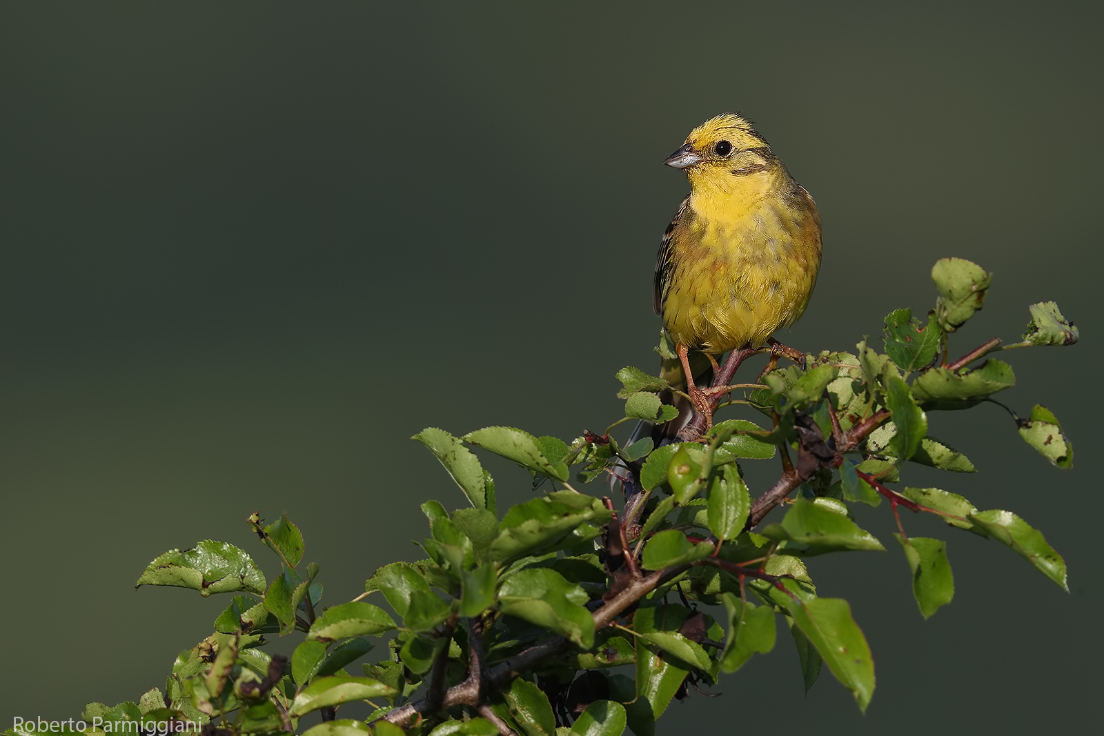Zigolo giallo