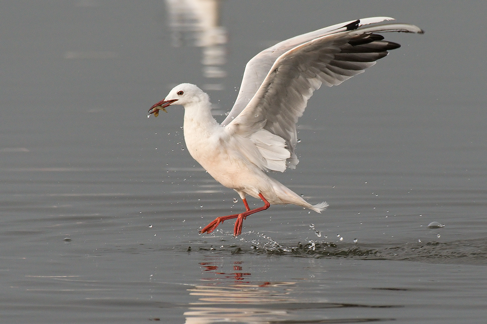 Pink seagull in fishing