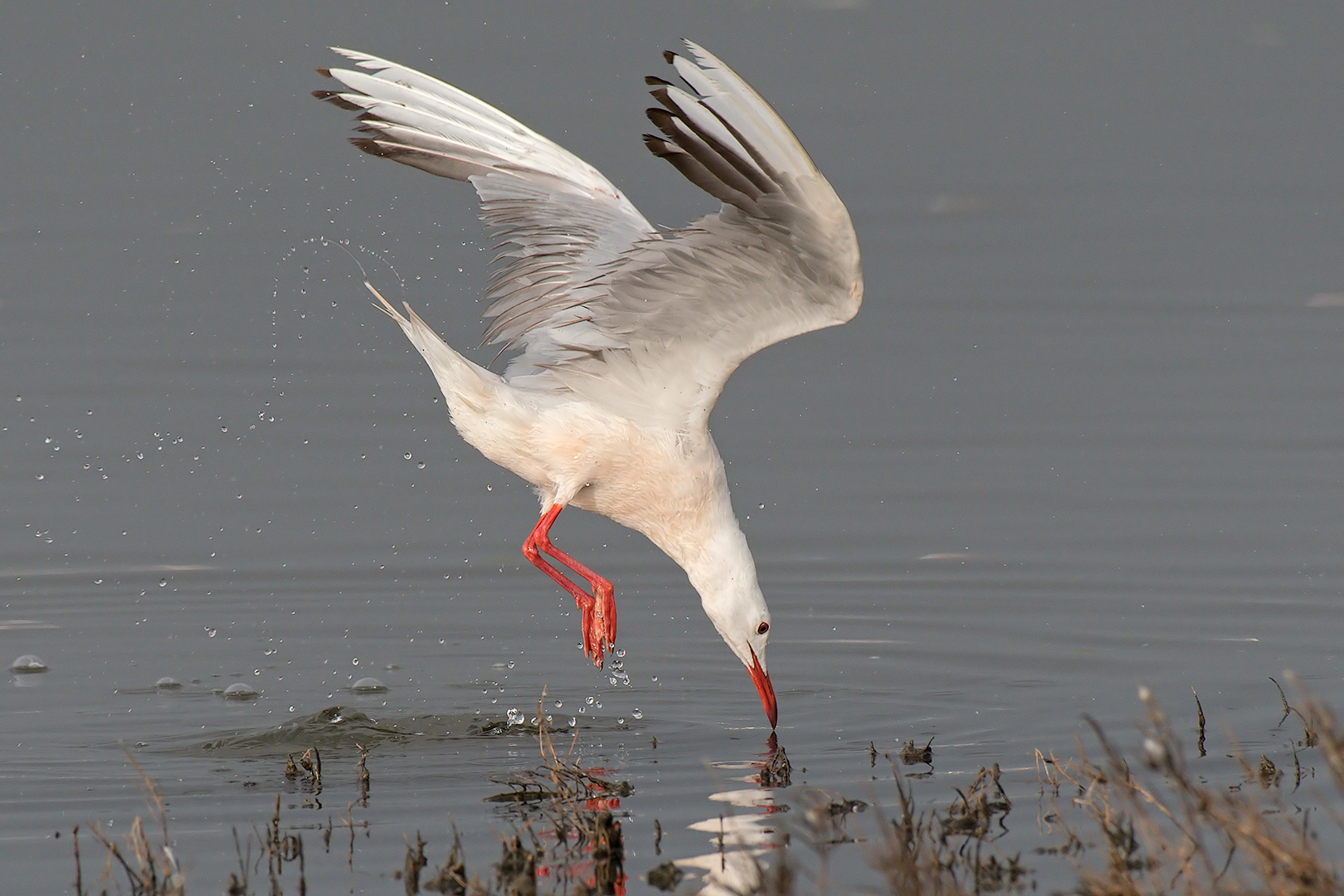 Pink seagull in fishing