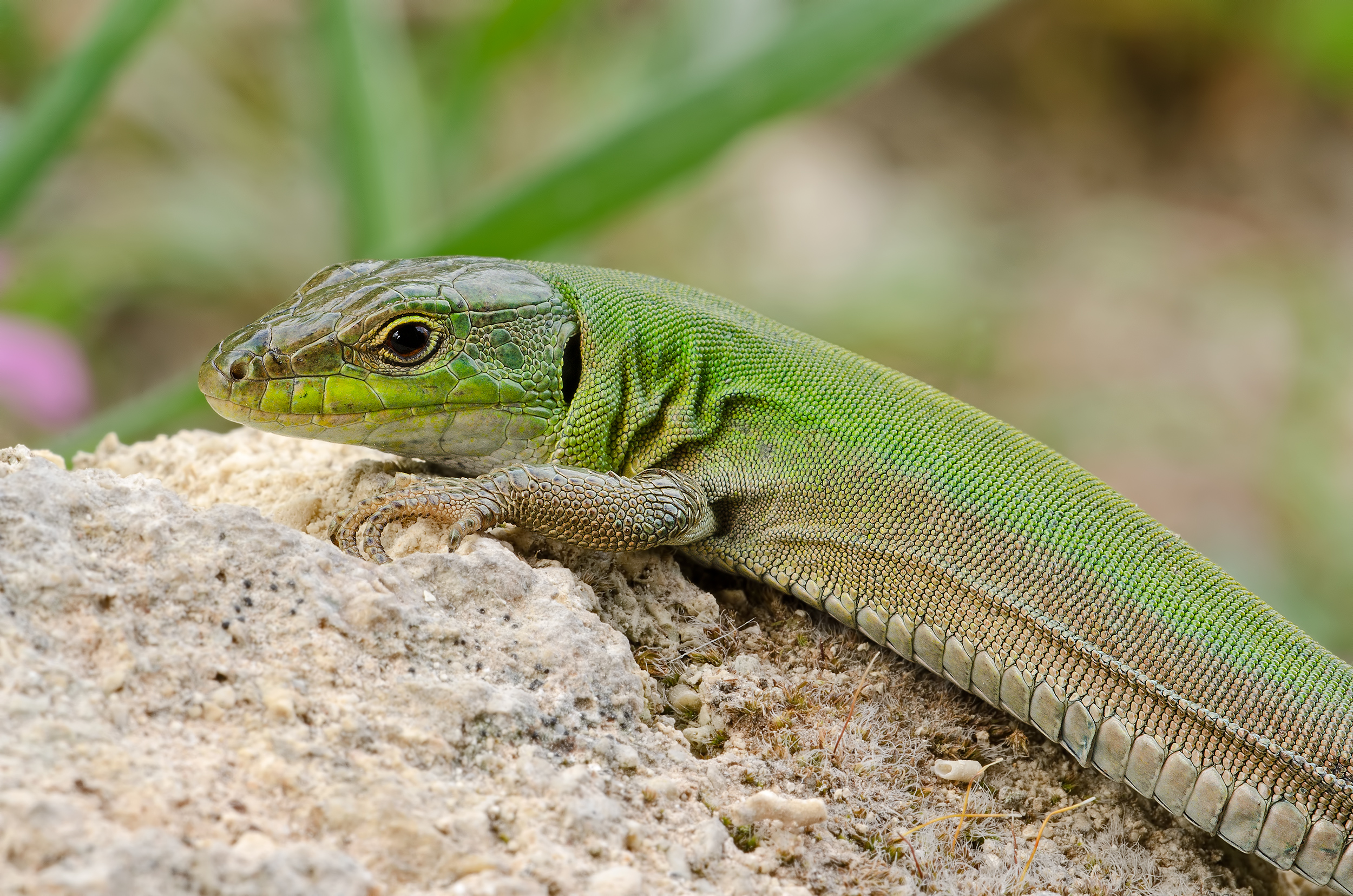 Green lizard