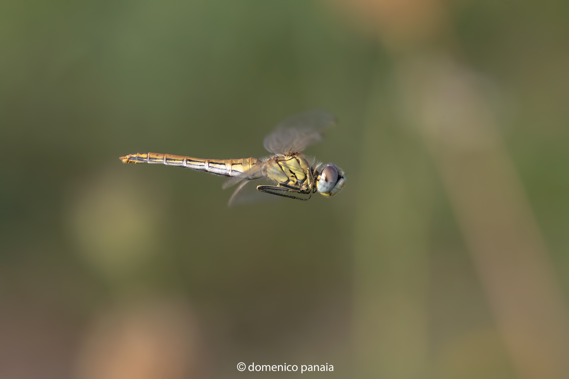 sympetrum fonscolombii femmina