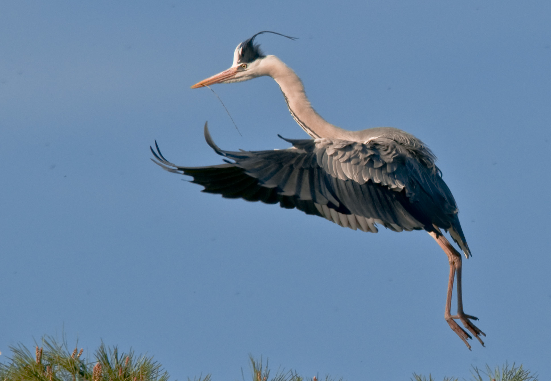 Grey Heron in flight