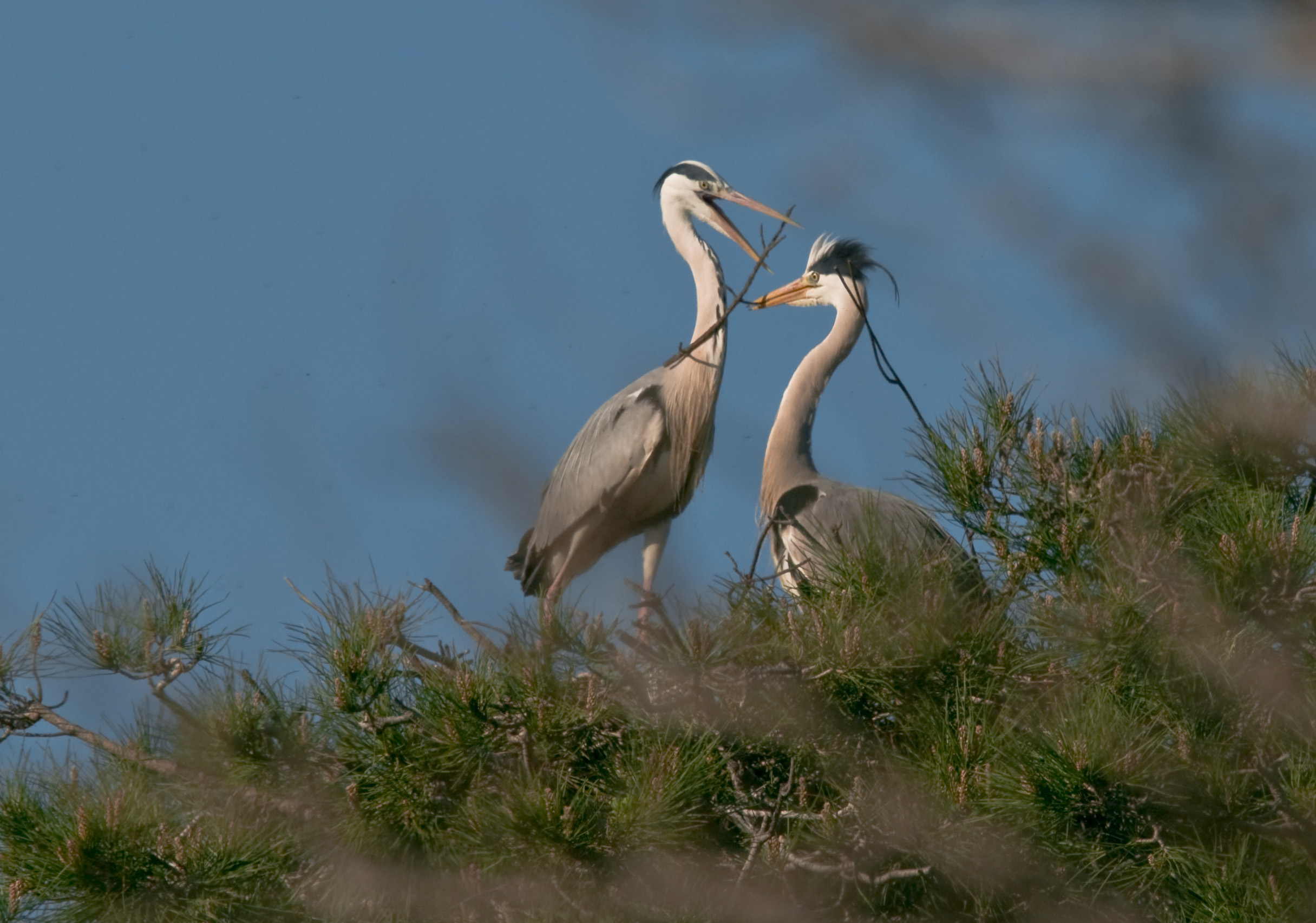 Grey Heron in love