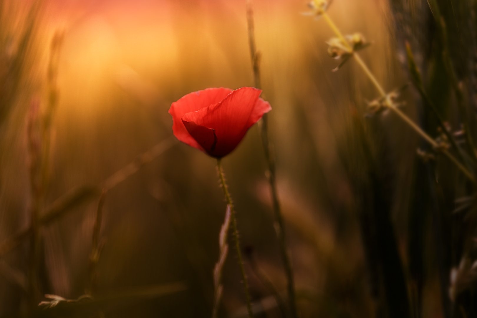 The sweetness of a flower