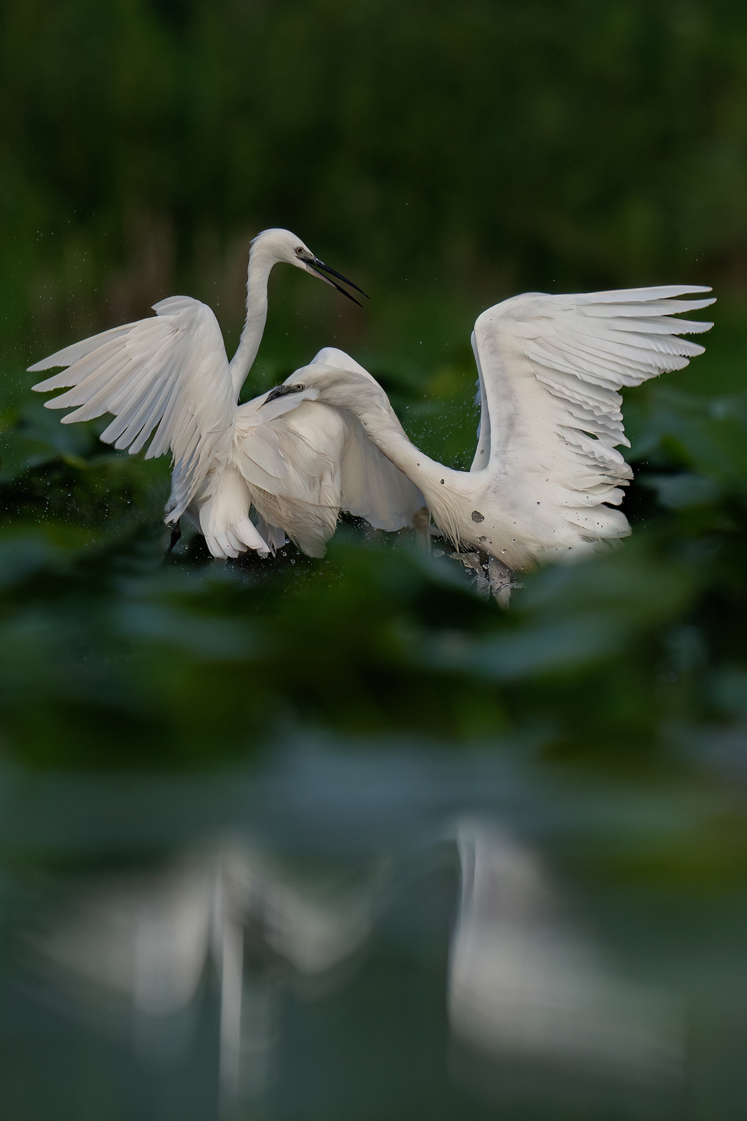 Fight between egrets