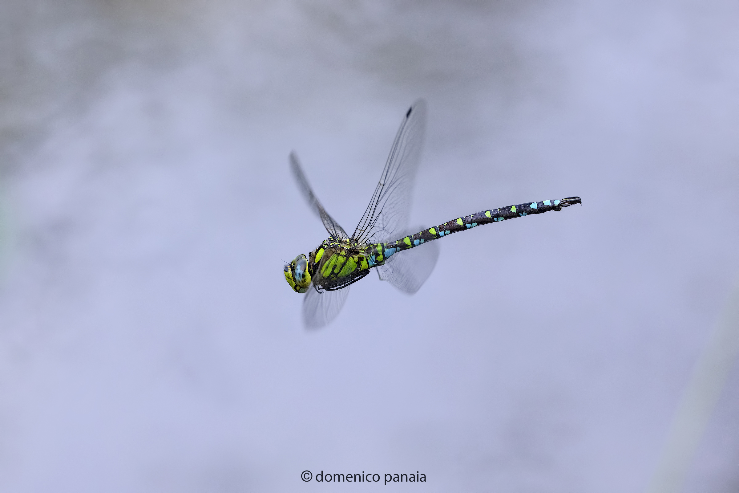 aeshna cyanea maschio