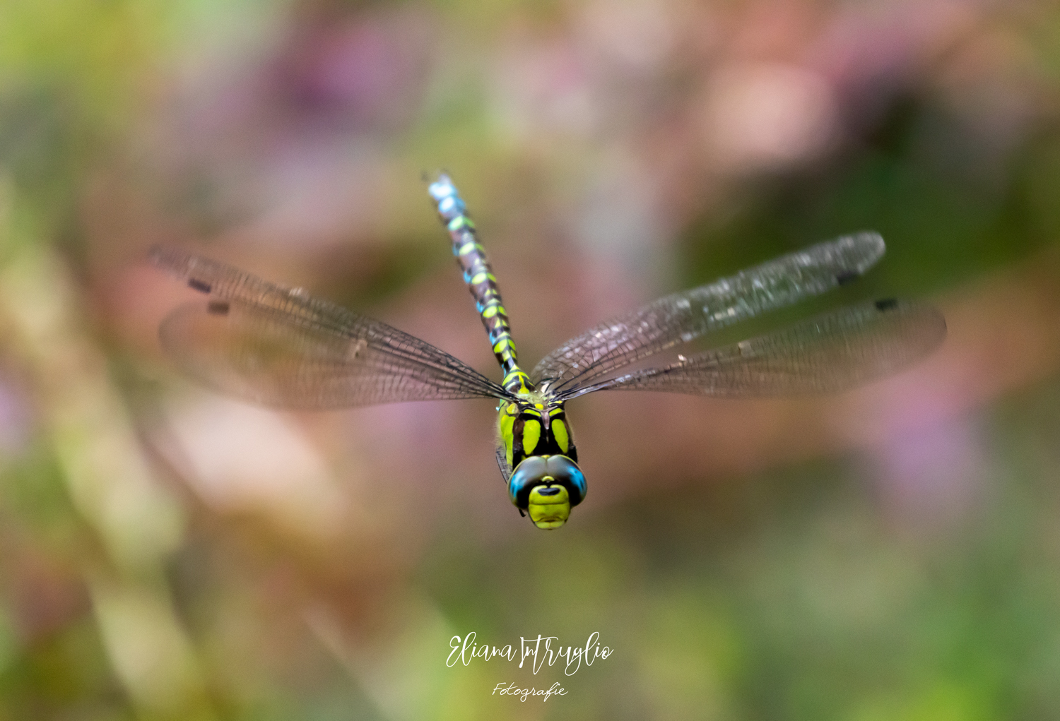 Aeshna cyanea at Pian delle Betulle