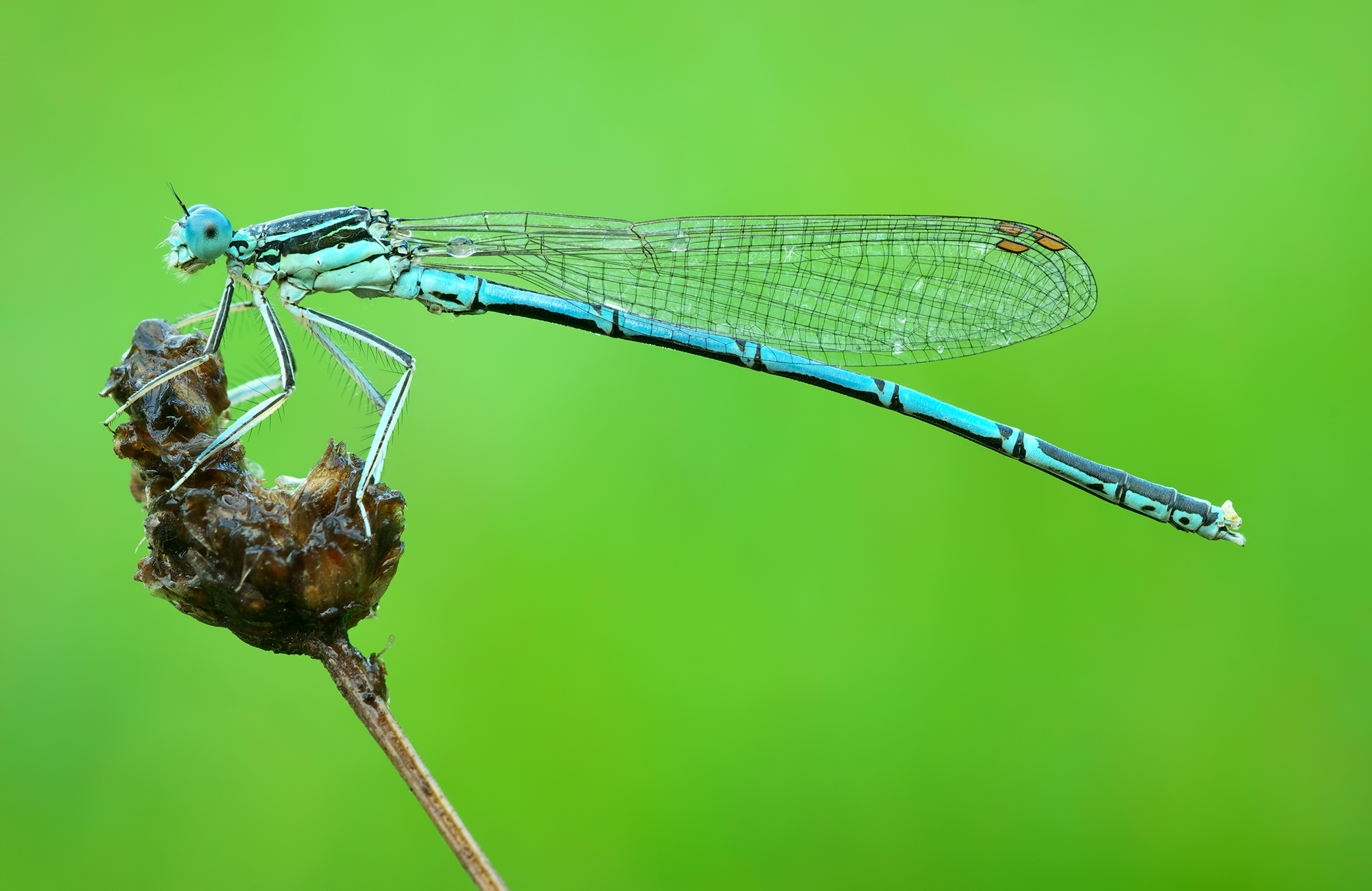 Platycnemis pennipes