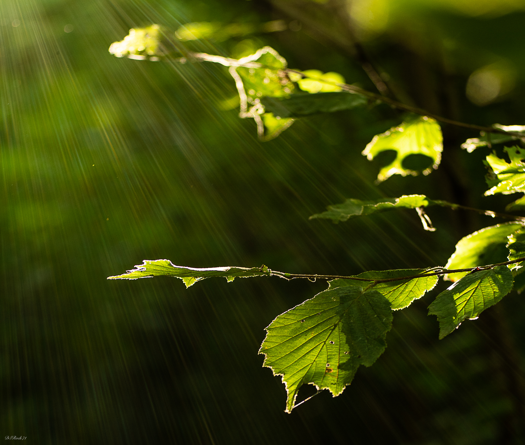 leaves and diffractions