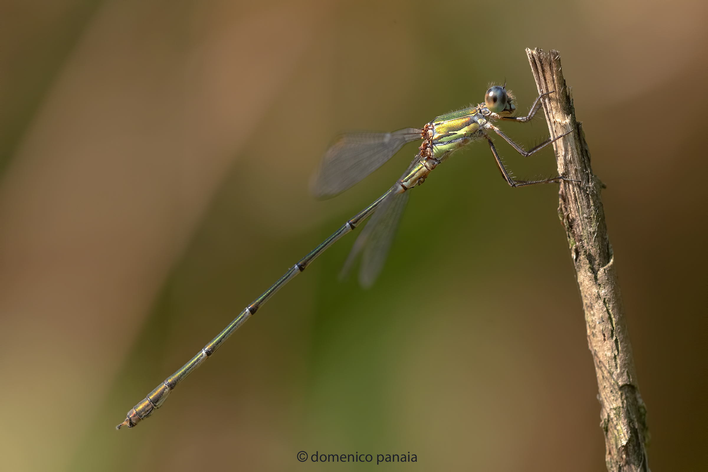 chalcolestes viridis