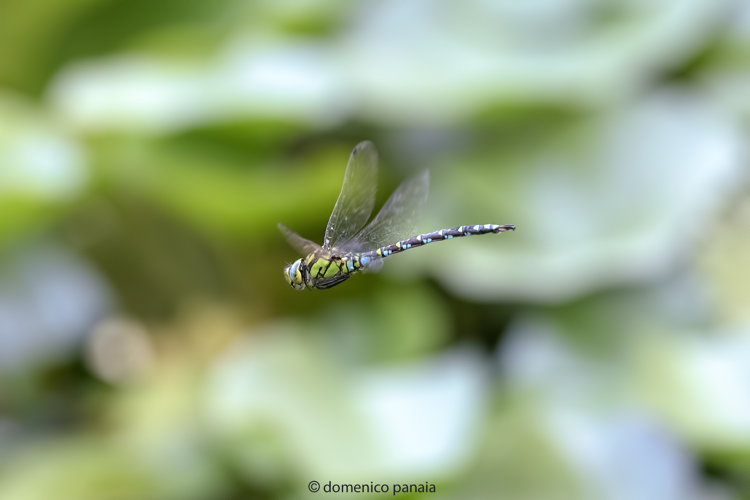 aeshna cyanea maschio