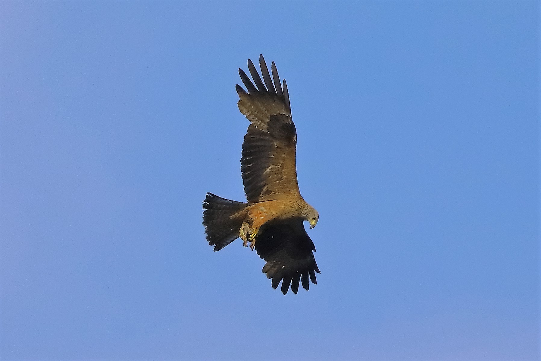 Nibbio bruno 06-06-2022