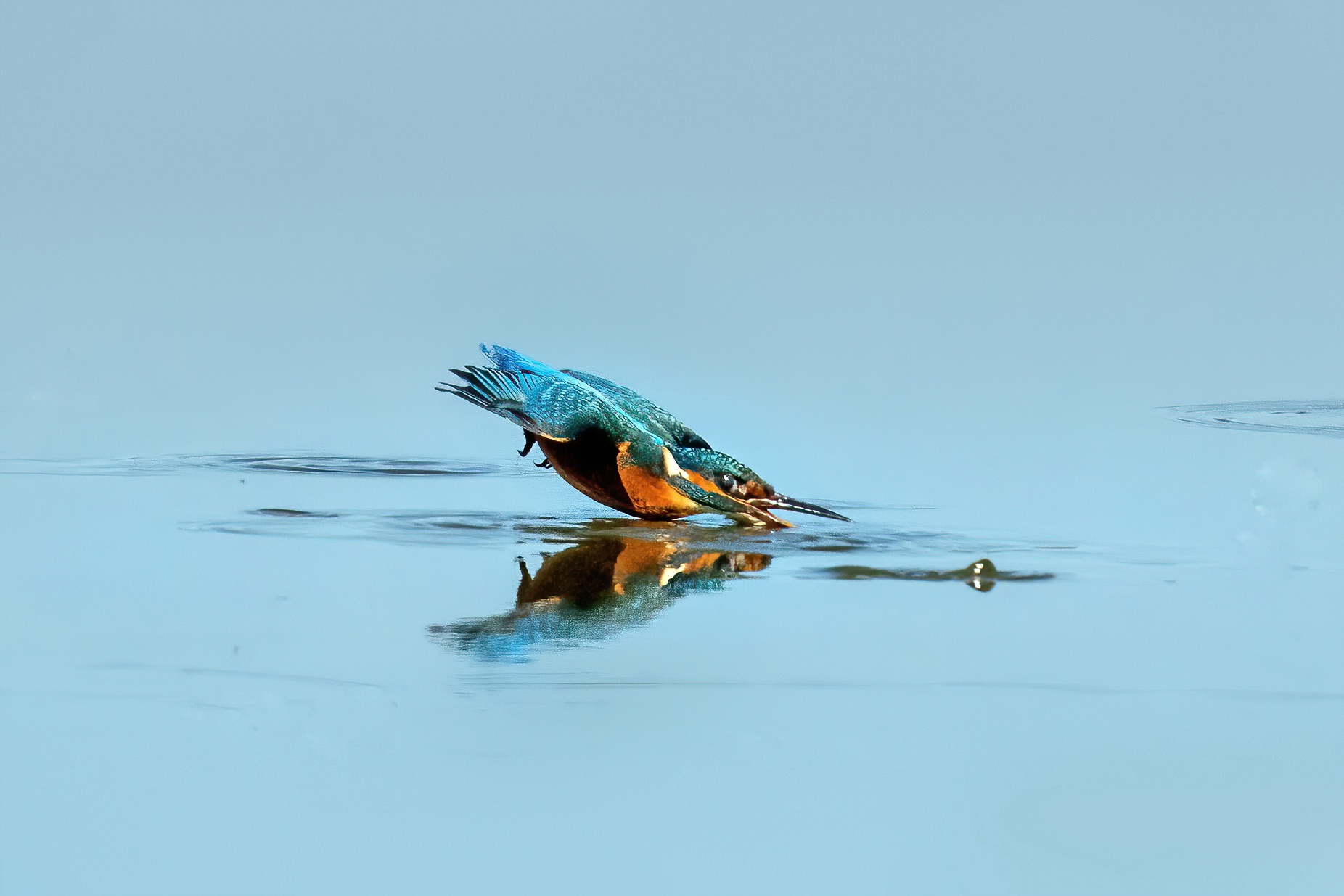 Martin pescatore in cattura