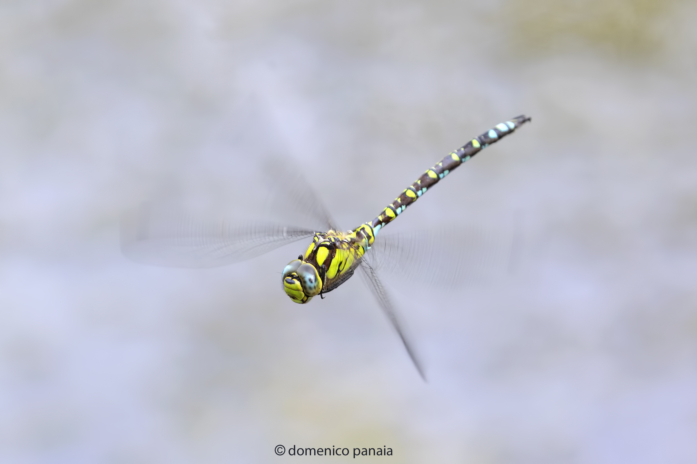 aeshna cyanea maschio